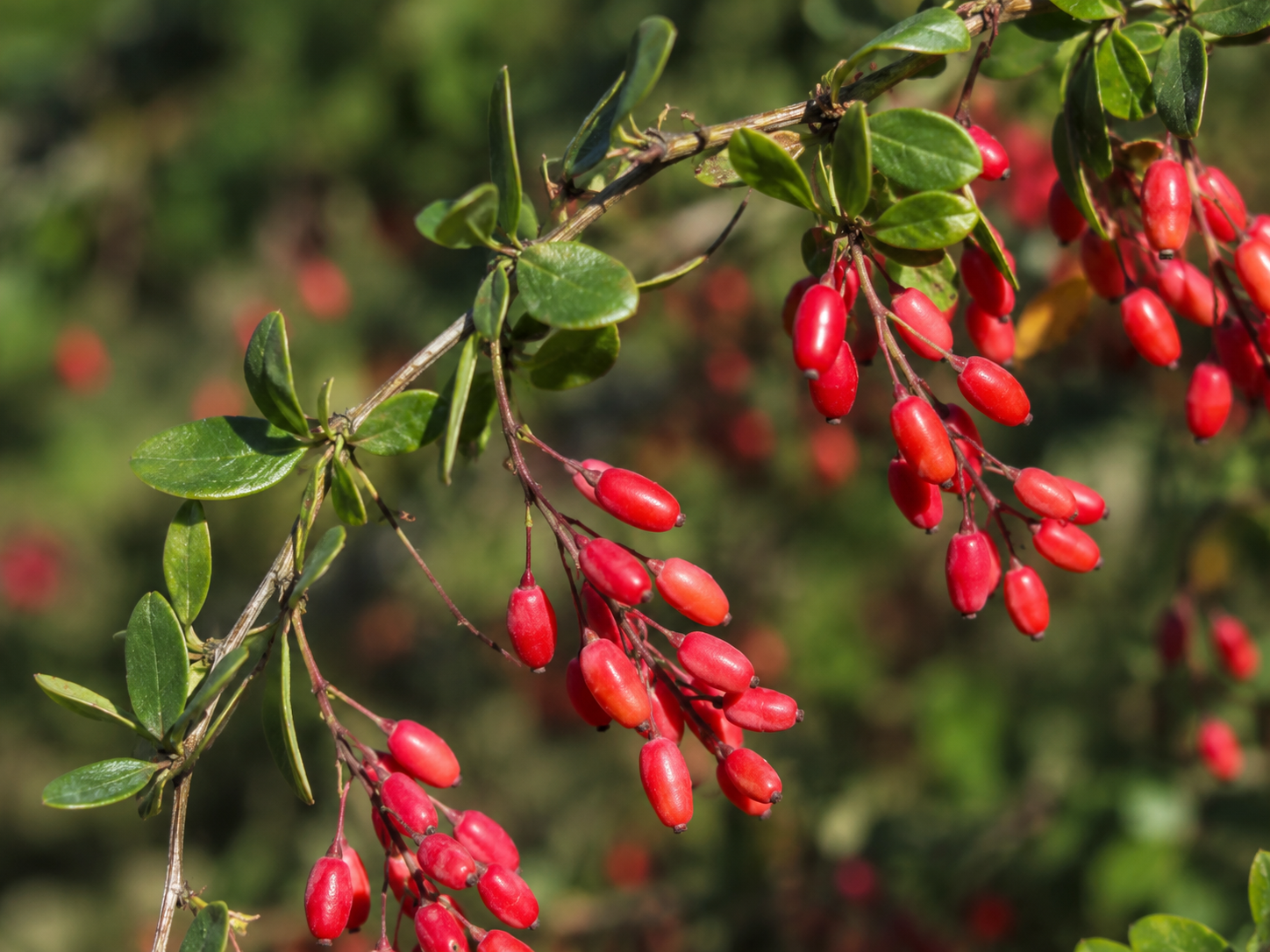 Barberry for Dogs and Cats: Situational Gastrointestinal and Liver Support