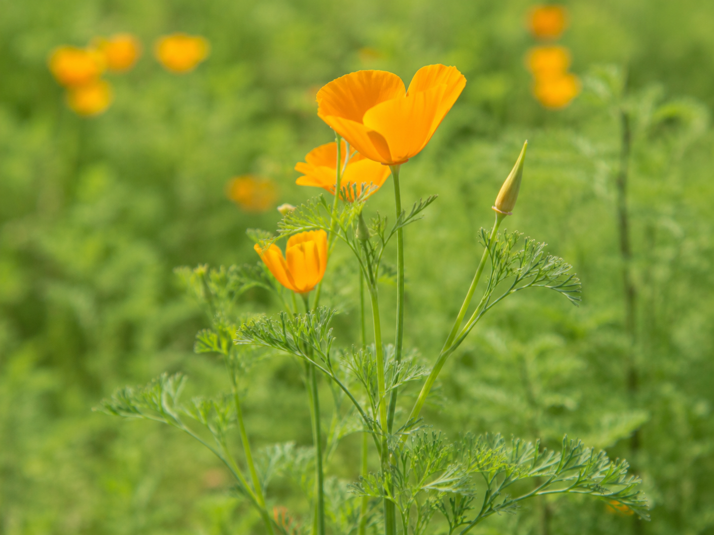 California Poppy for Dogs and Cats: Grounded Non-Addictive Calming Support