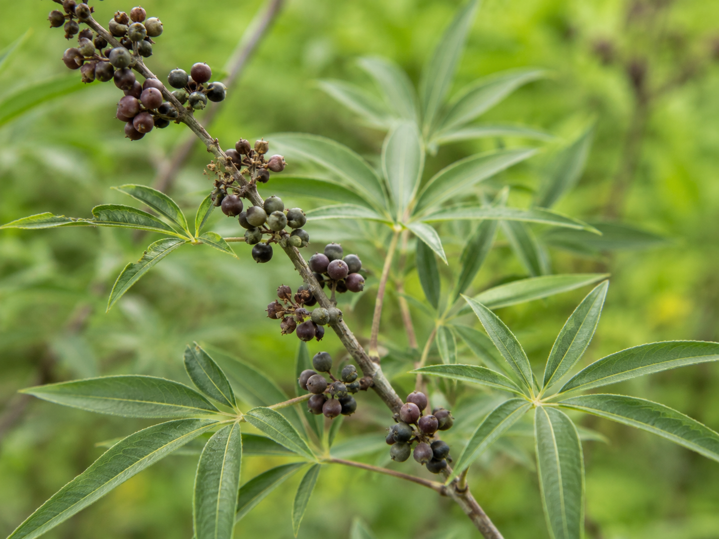 Chaste Tree Berry for Dogs and Cats: Grounded Glandular and Hormonal Support