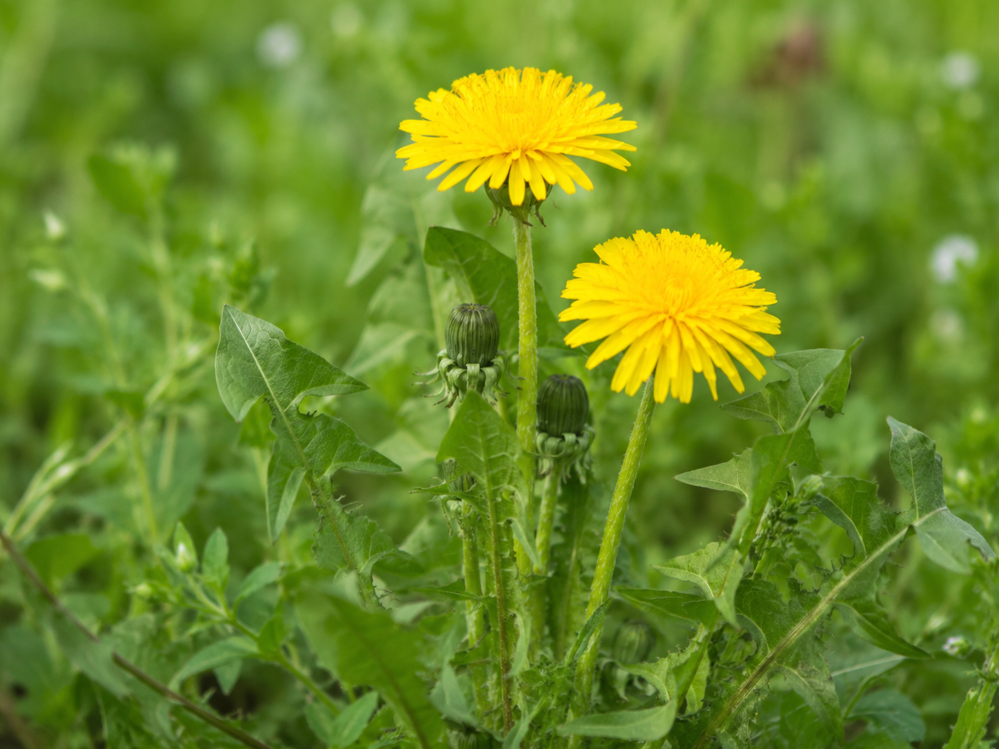 Dandelion for Dogs and Cats: Dual Metabolic, Fluid, and Liver Support