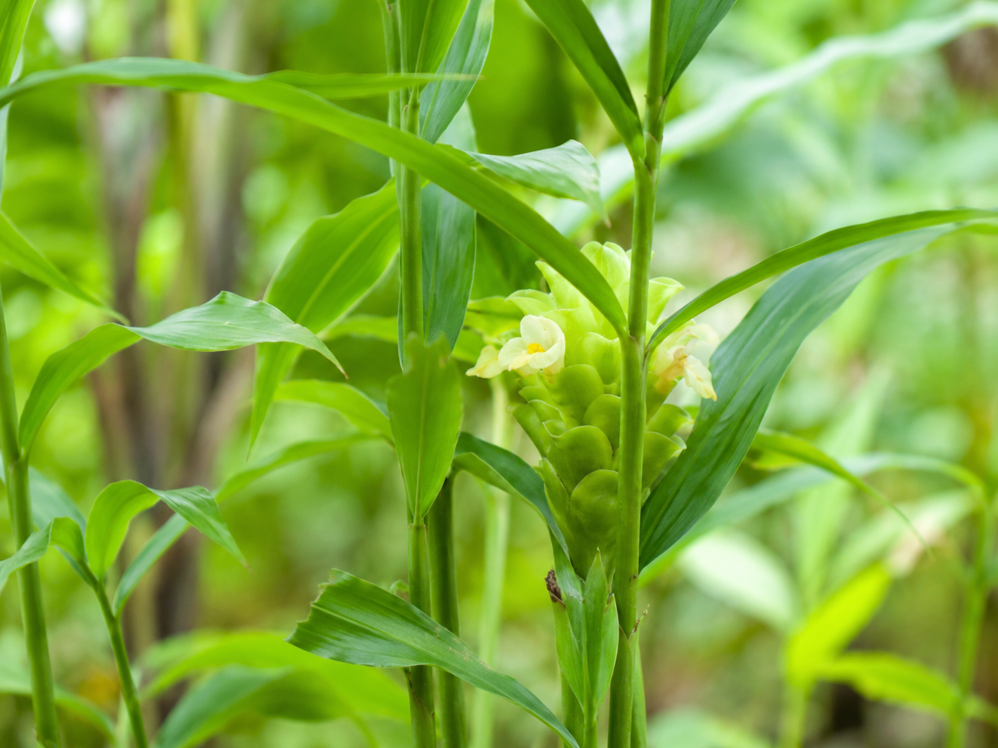 Ginger Root for Dogs and Cats: Grounded Digestive and Motion Comfort