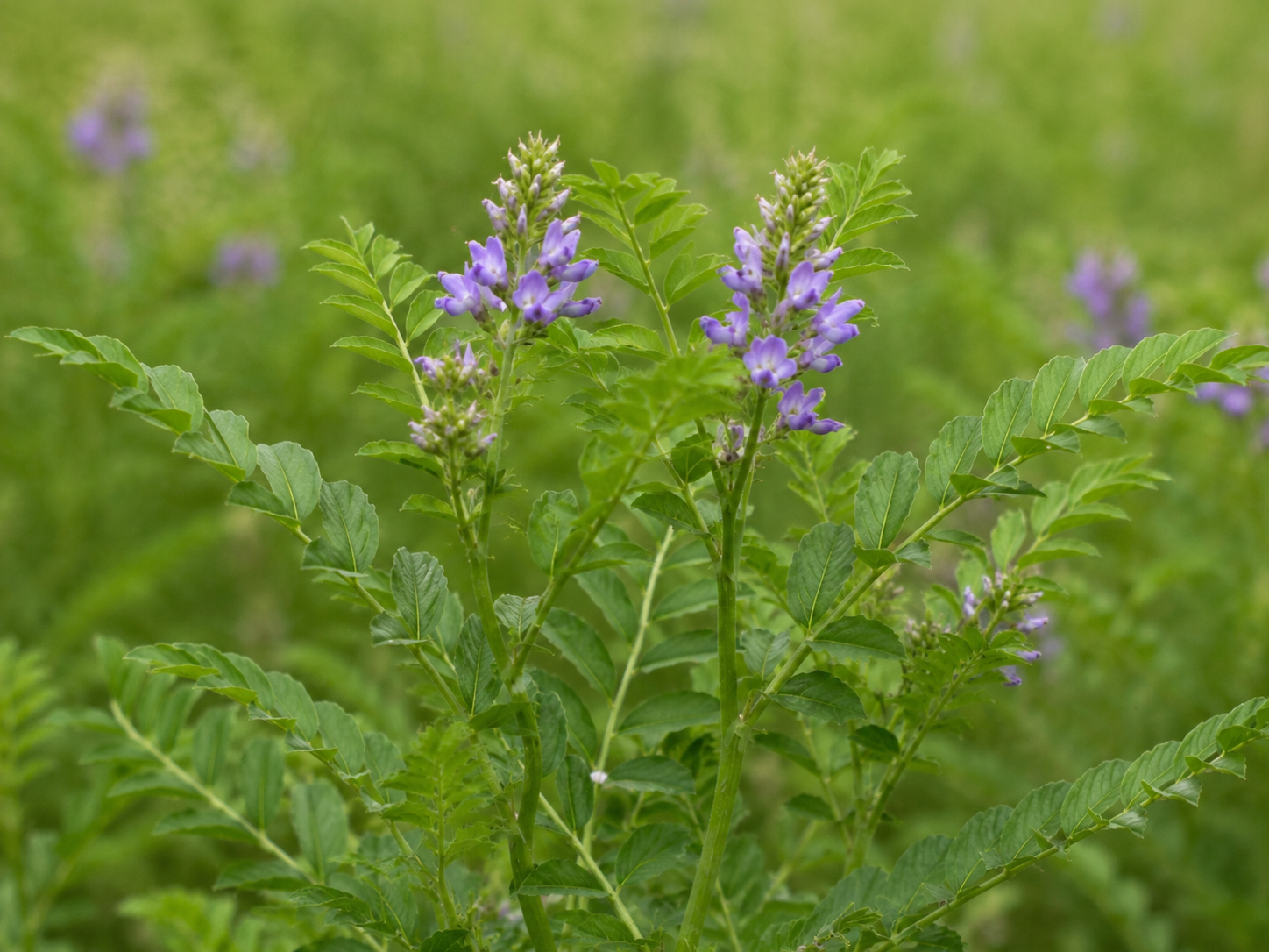 Licorice Root for Dogs and Cats: Grounded Mucosal Comfort and Glandular Support