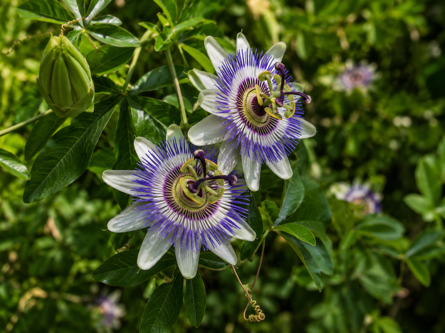 Passionflower for Dogs and Cats: Grounded, Non-Disorienting Calming Support