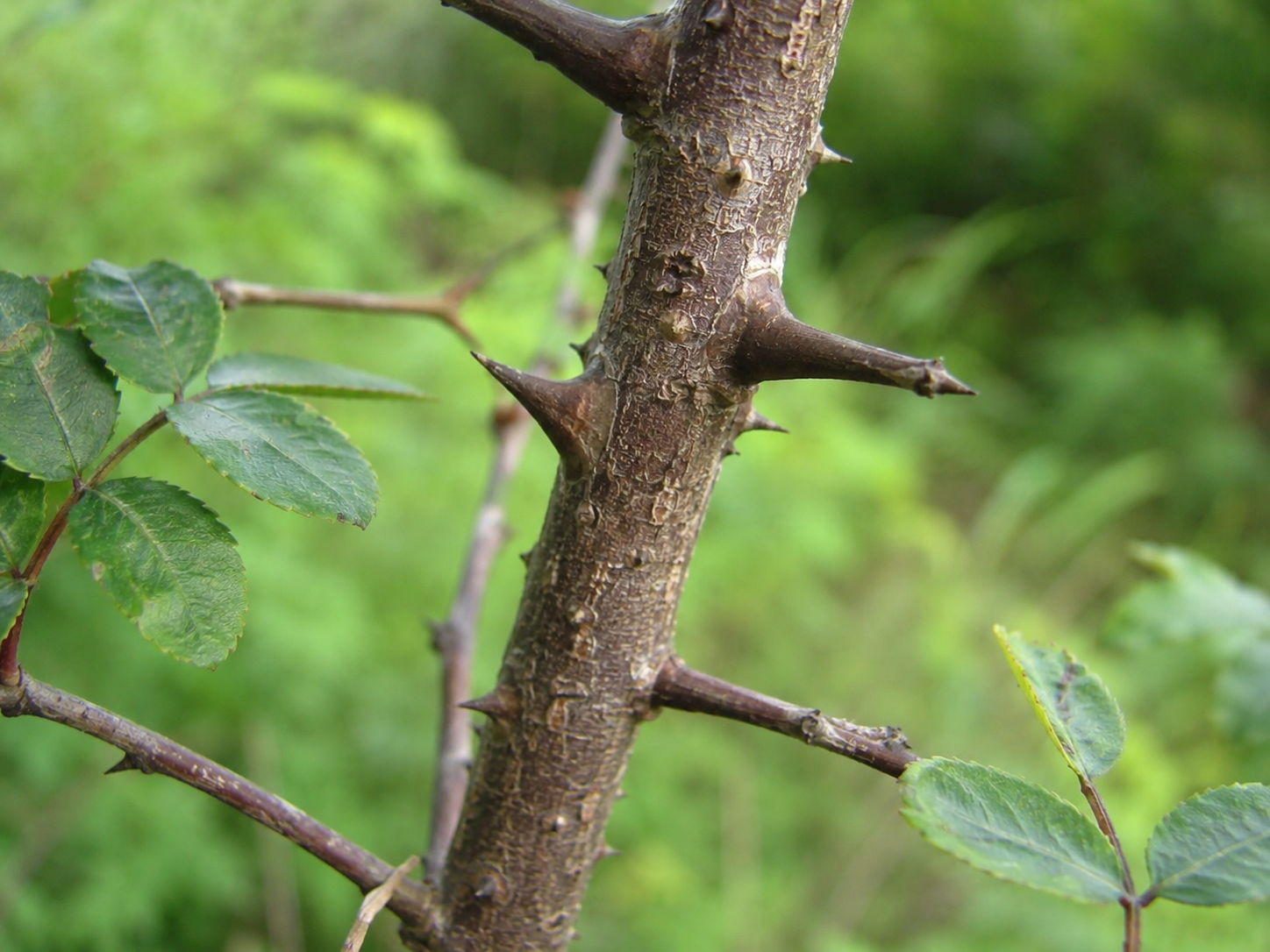 Prickly Ash Bark for Dogs and Cats: Grounded Microcirculation and Warming Vitality Support