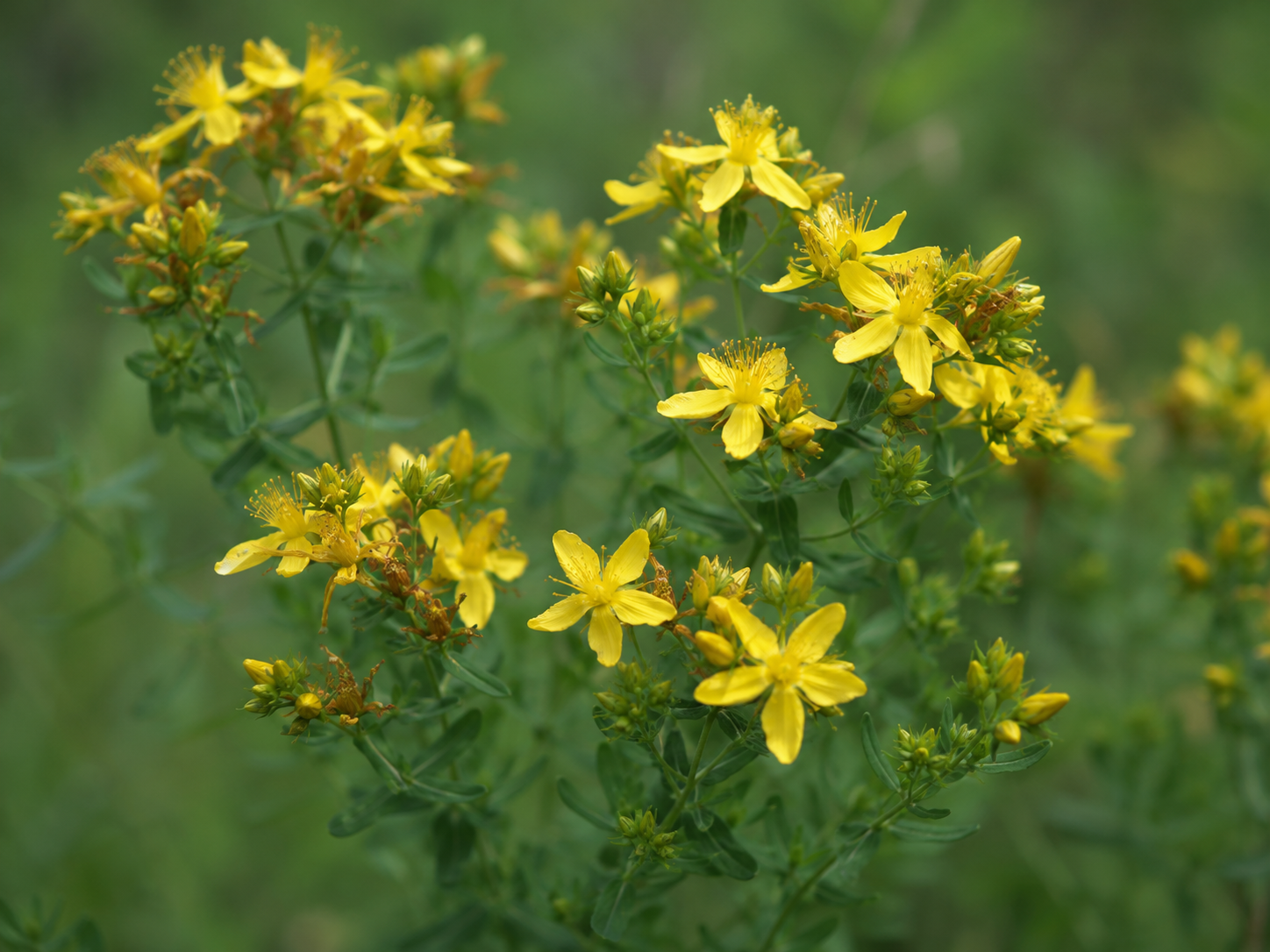 Saint John’s Wort for Dogs and Cats: Grounded Nervine Support and Behavioral Balance