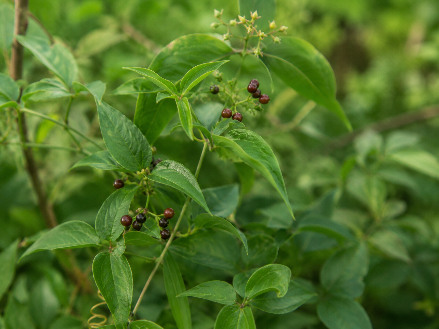 Sarsaparilla Root for Dogs and Cats: Grounded Endotoxin Binding and Skin Barrier Support