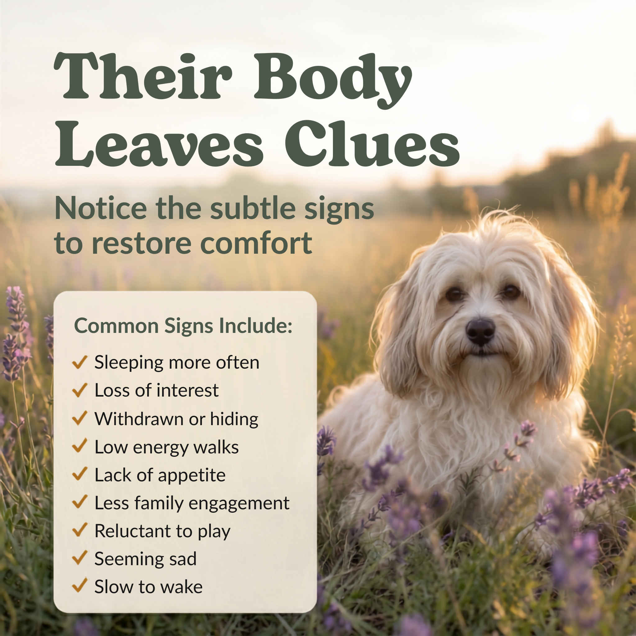 Depression Support Herbal Drops for Dogs