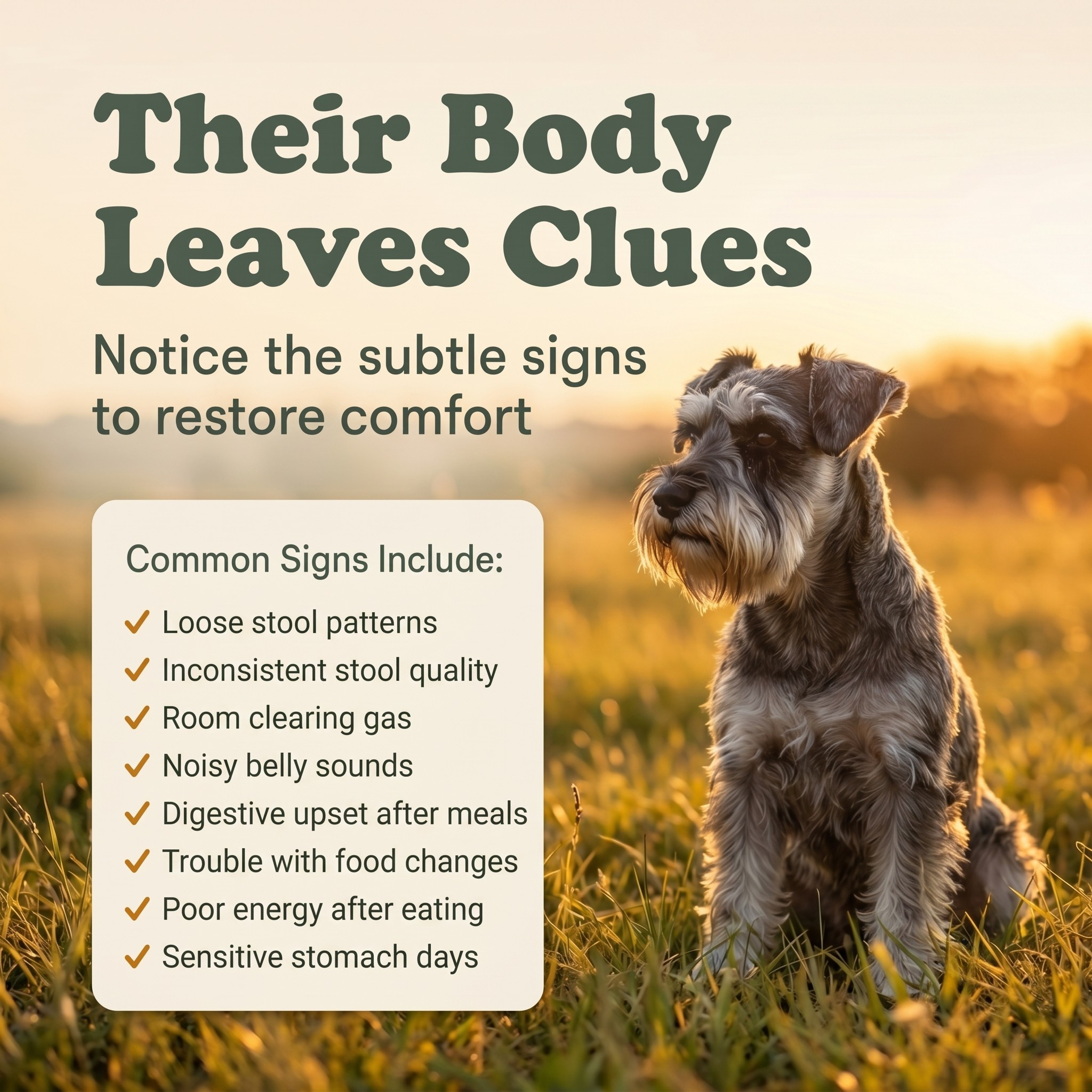 Gut Health Support Powder for Dogs