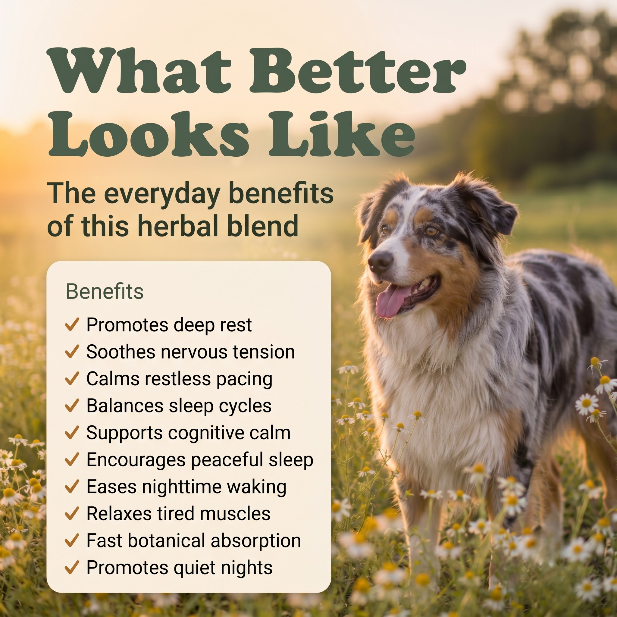 Sleep Support Herbal Drops for Dogs