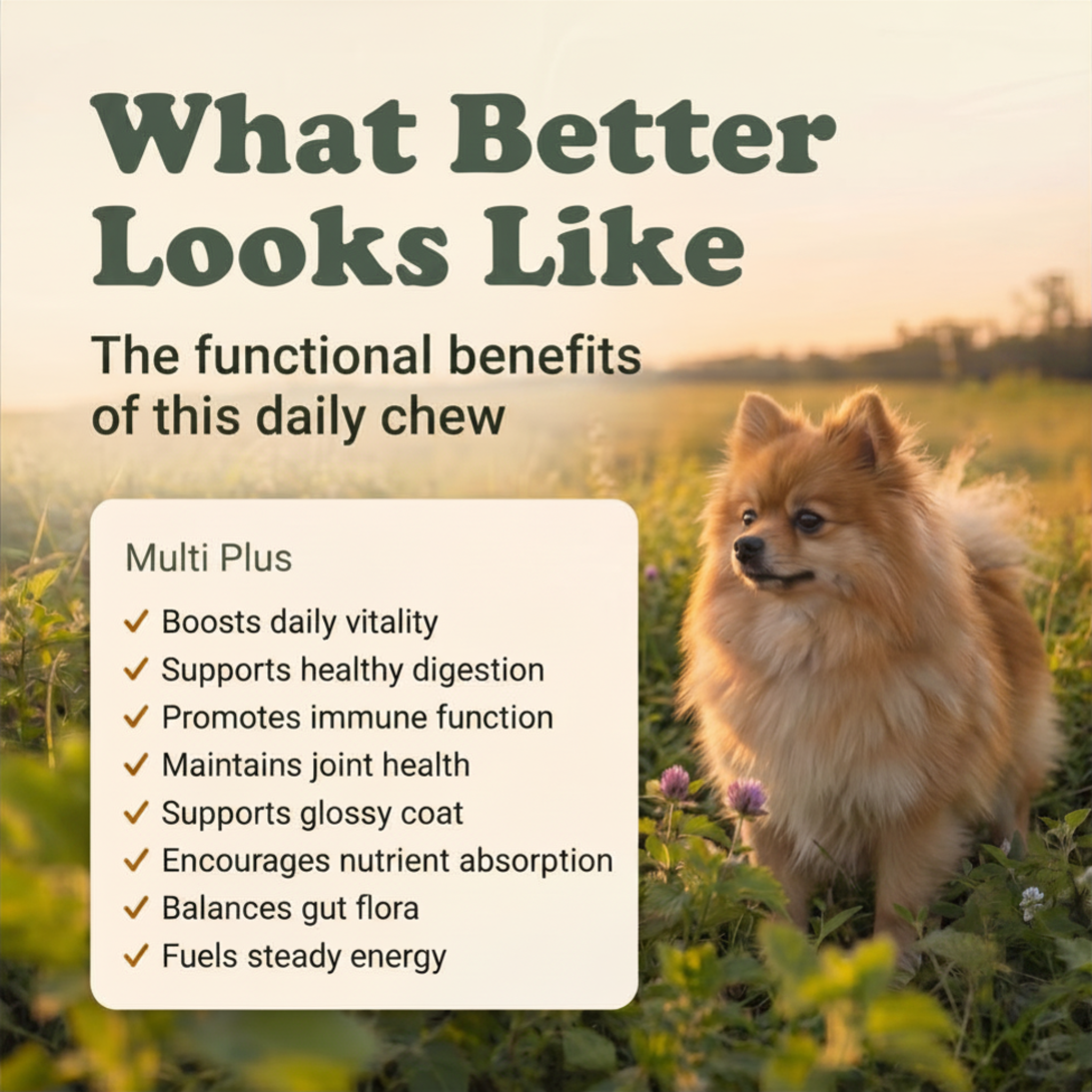 Multivitamin Support Soft Chews for Dogs