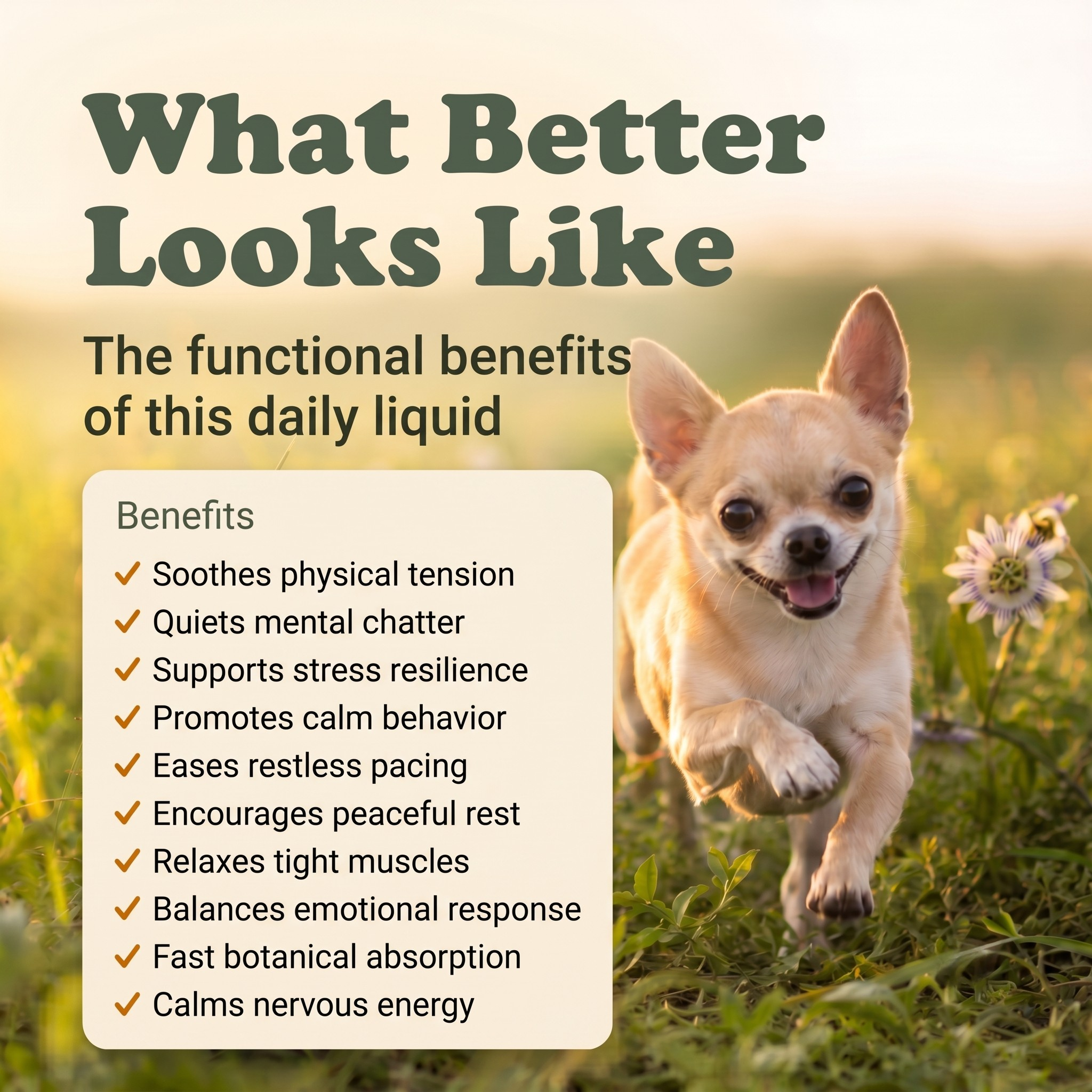 Anxiety Support Herbal Drops for Dogs