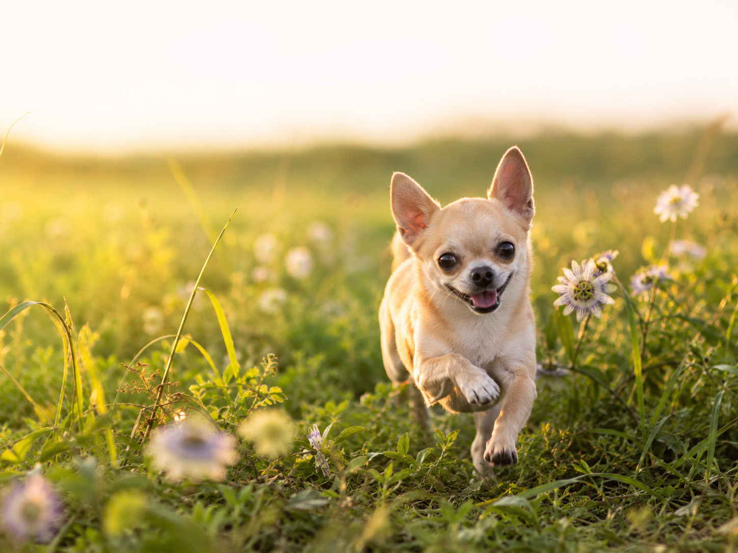 Helping Your Dog Handle Anxious Moments