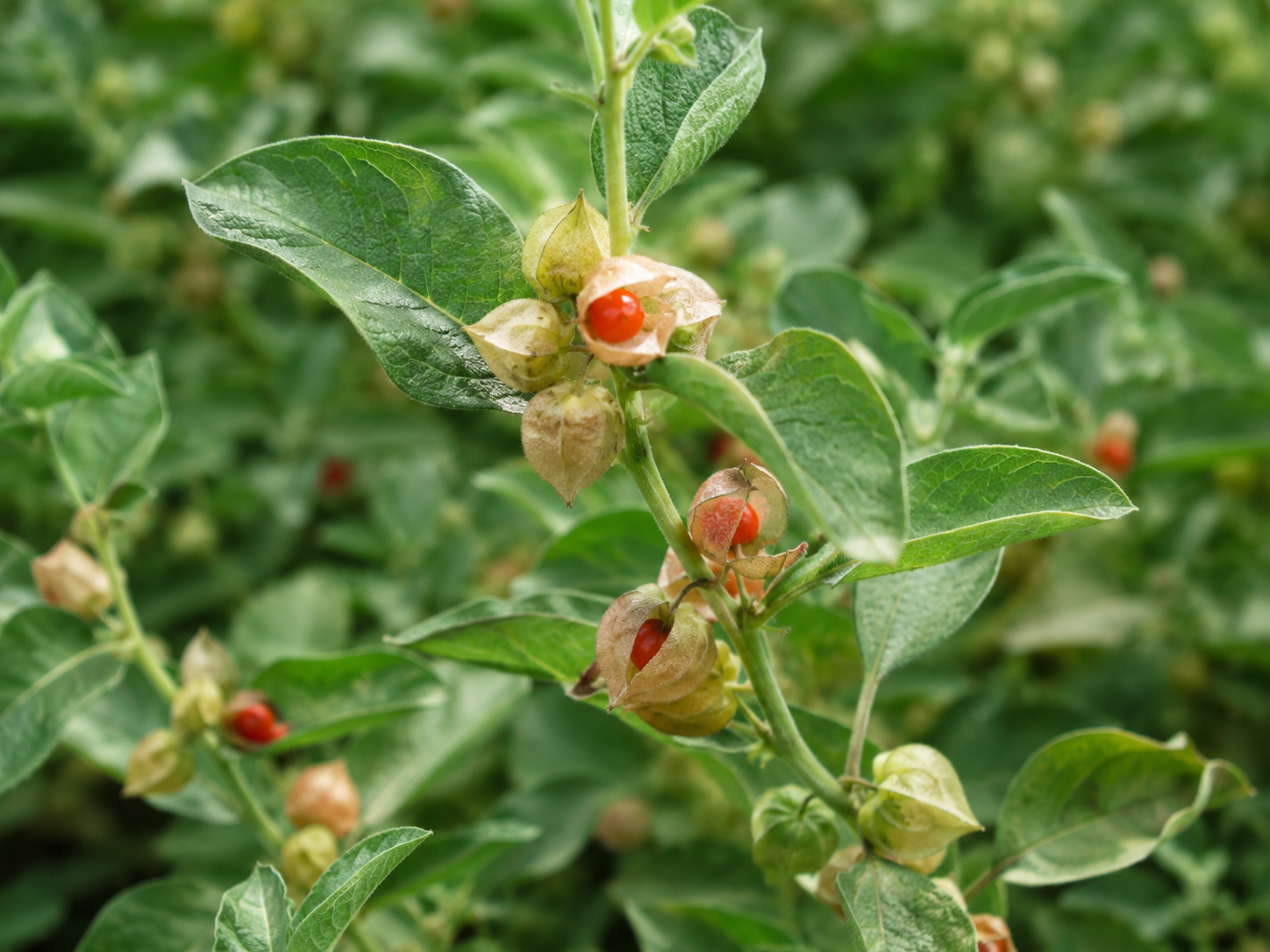 Ashwagandha for Dogs and Cats: Evidence, Uses, and Crucial Safety Facts
