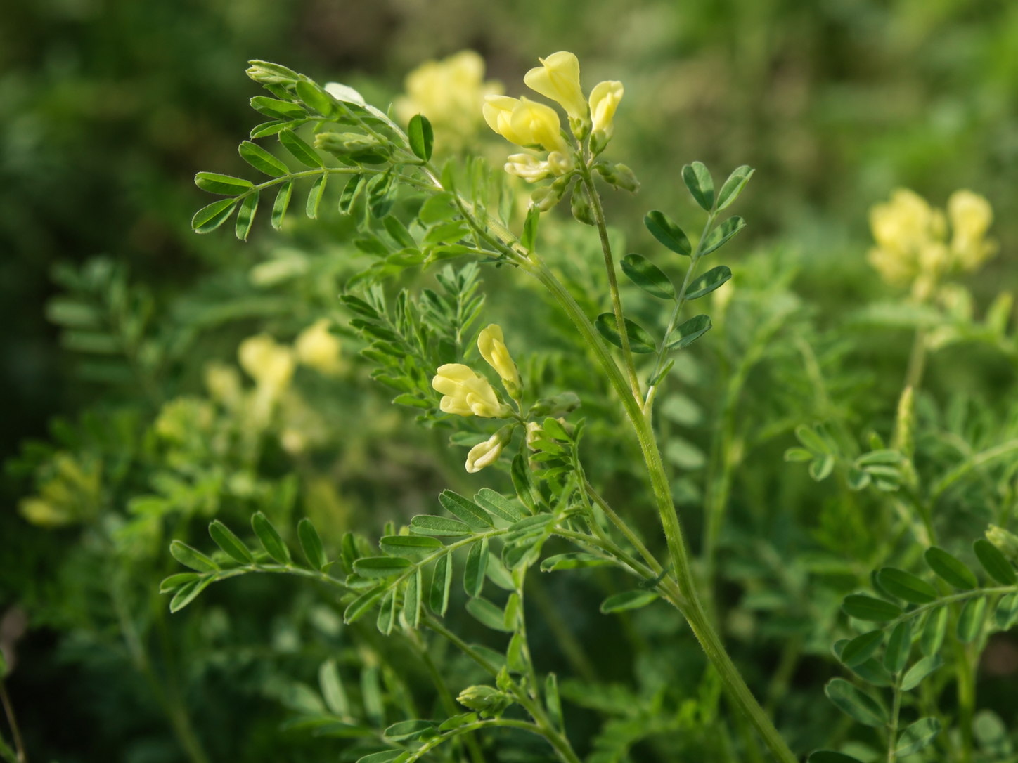 Astragalus for Dogs and Cats: Building Long-Term Immune and Senior Vitality