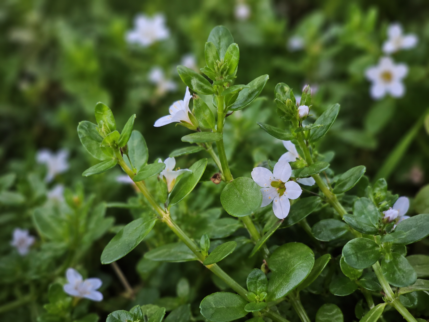 Bacopa for Dogs and Cats: Grounded Cognitive and Nervous System Support