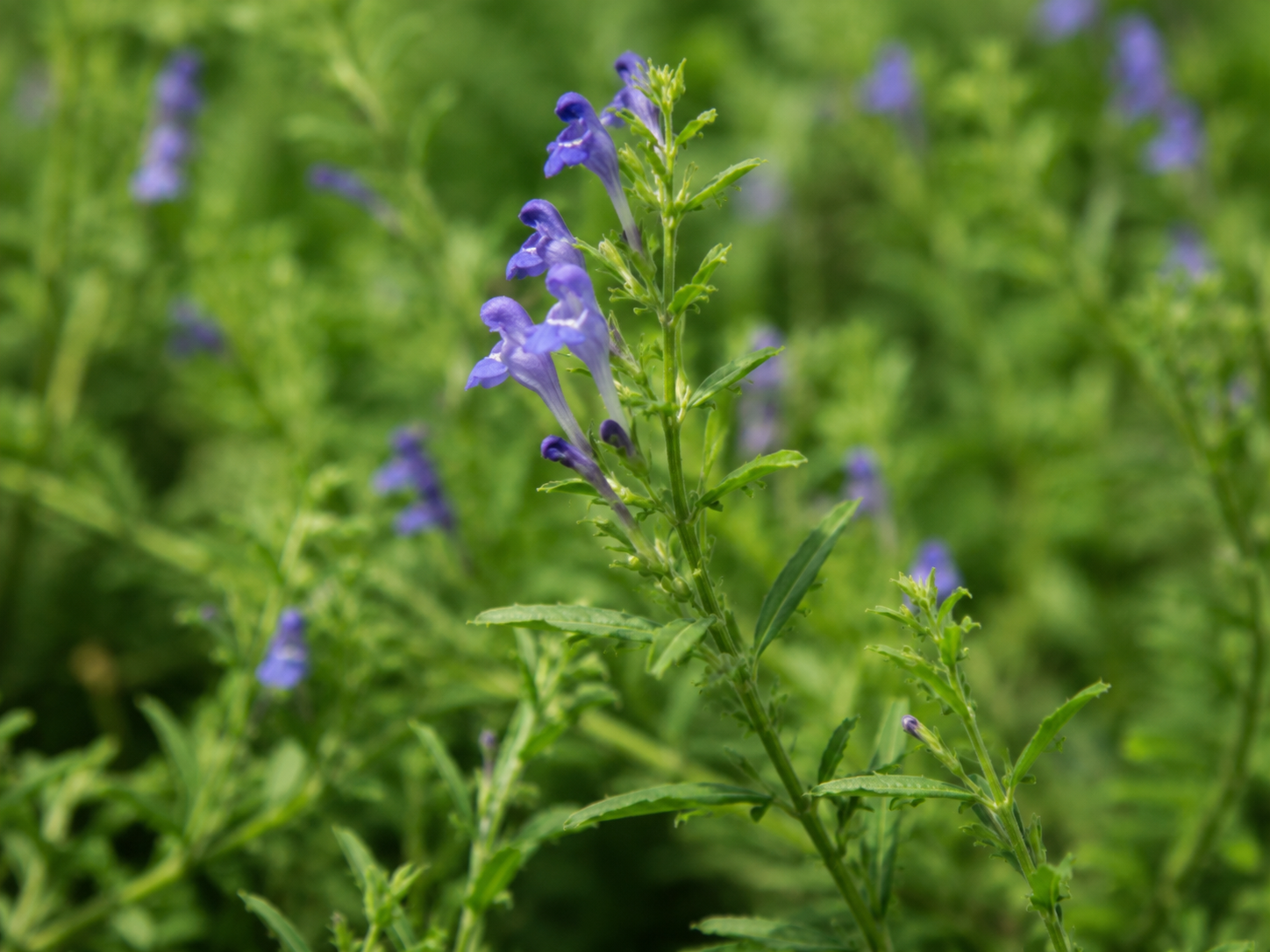 Skullcap for Dogs and Cats: Grounded Nervous System Support and Behavioral Balance