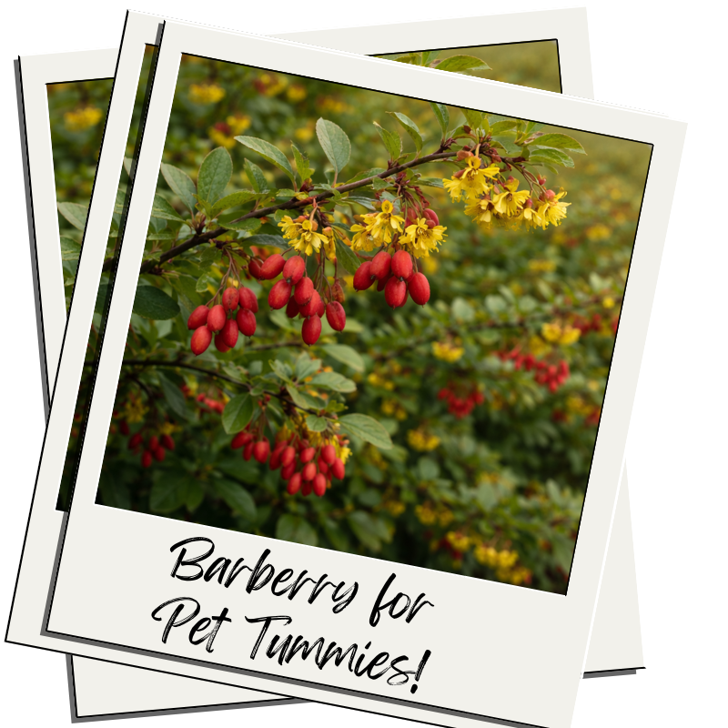 Barberry for Pet Tummies. A Gentle Herb for Diarrhea, Vomiting, and Gut Health.