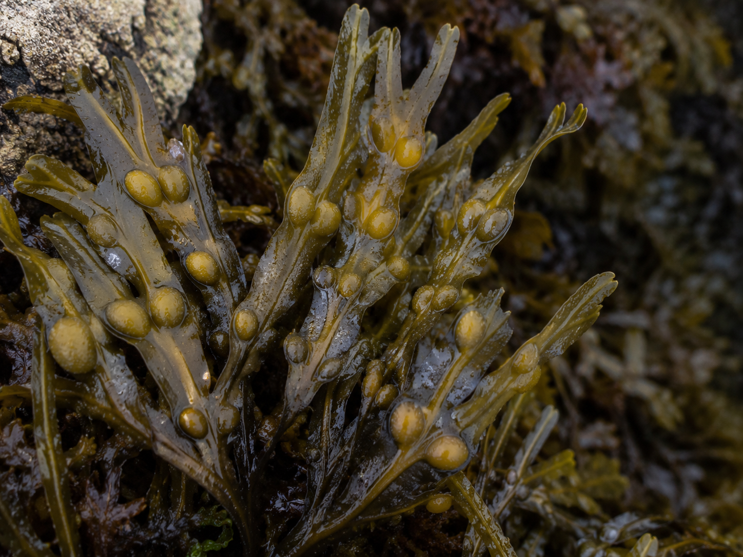 Bladderwrack for Dogs and Cats: Glandular and Metabolic Health Support