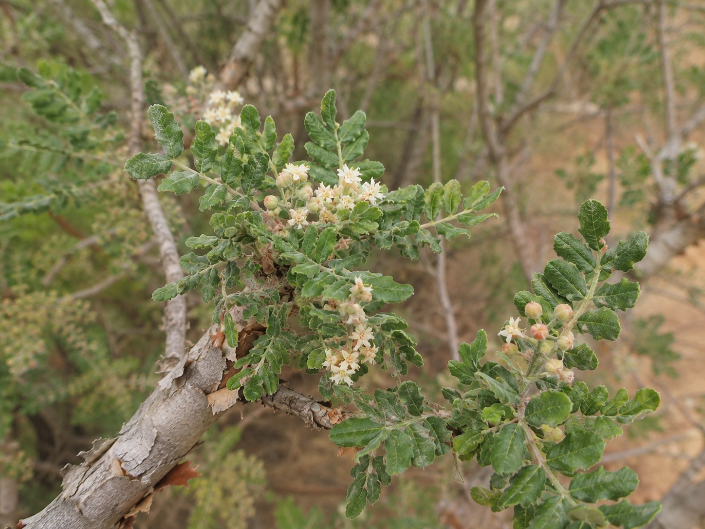 Boswellia for Dogs and Cats: Grounded Joint Longevity and Mobility Support