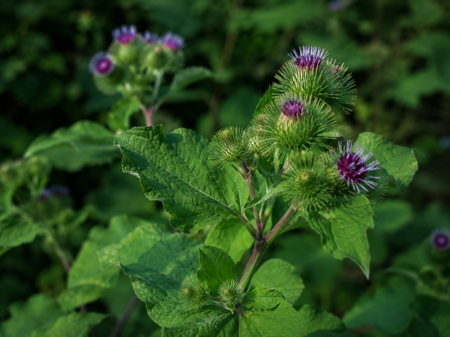 Burdock Root for Dogs and Cats: Grounded Skin, Coat, and Detoxification Support