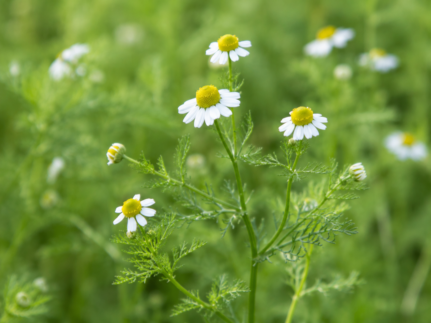 Chamomile for Dogs and Cats: Grounded Nervous System and Digestive Support