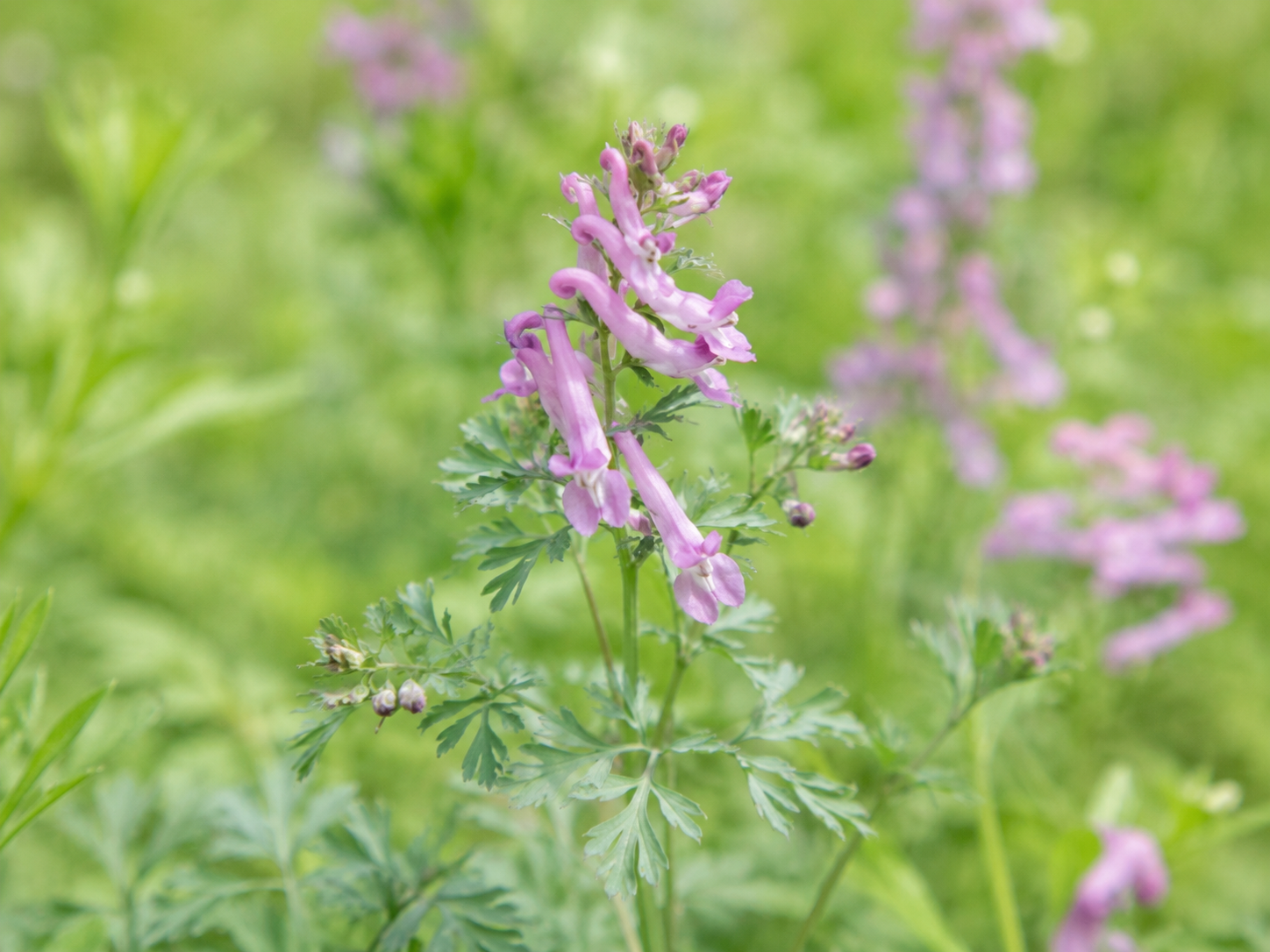 Corydalis for Dogs and Cats: Grounded Musculoskeletal Comfort and Mobility Support