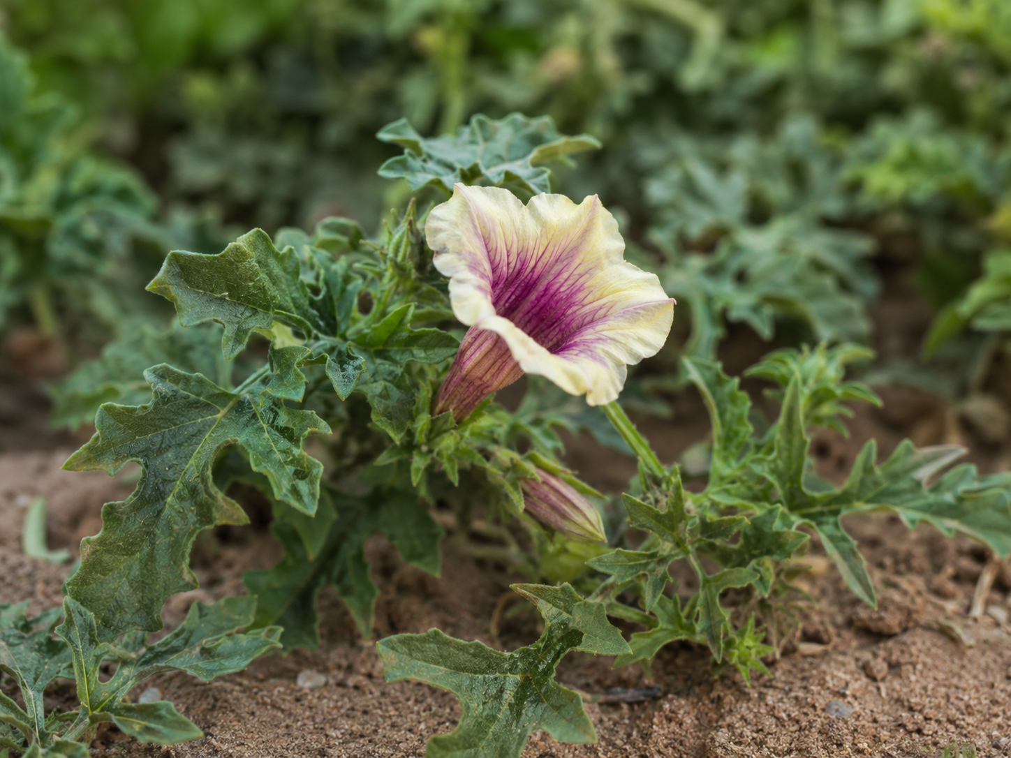 Devil’s Claw for Dogs and Cats: Grounded Musculoskeletal and Mobility Support