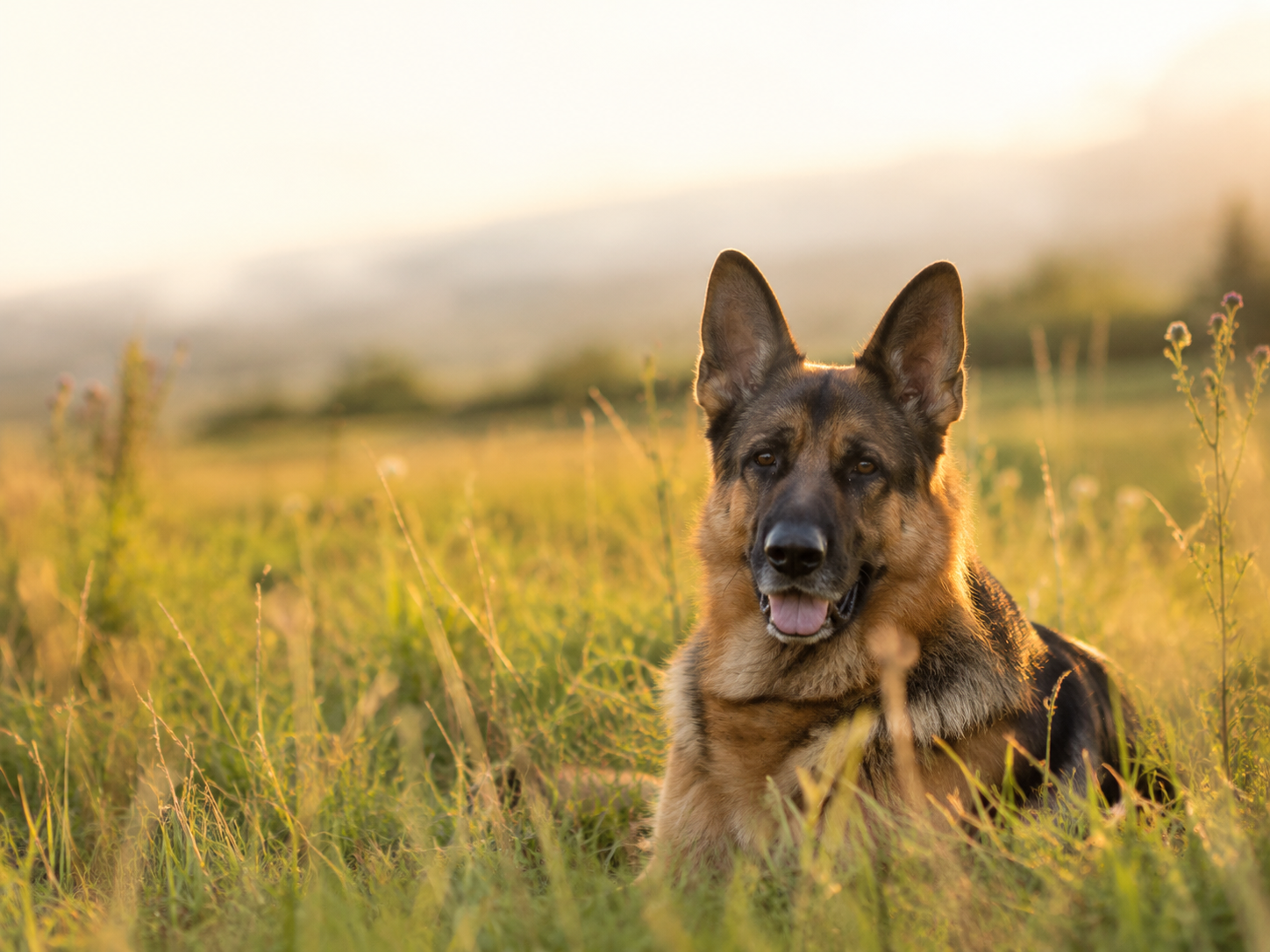 Helping Your Dog Digest Dinner Better