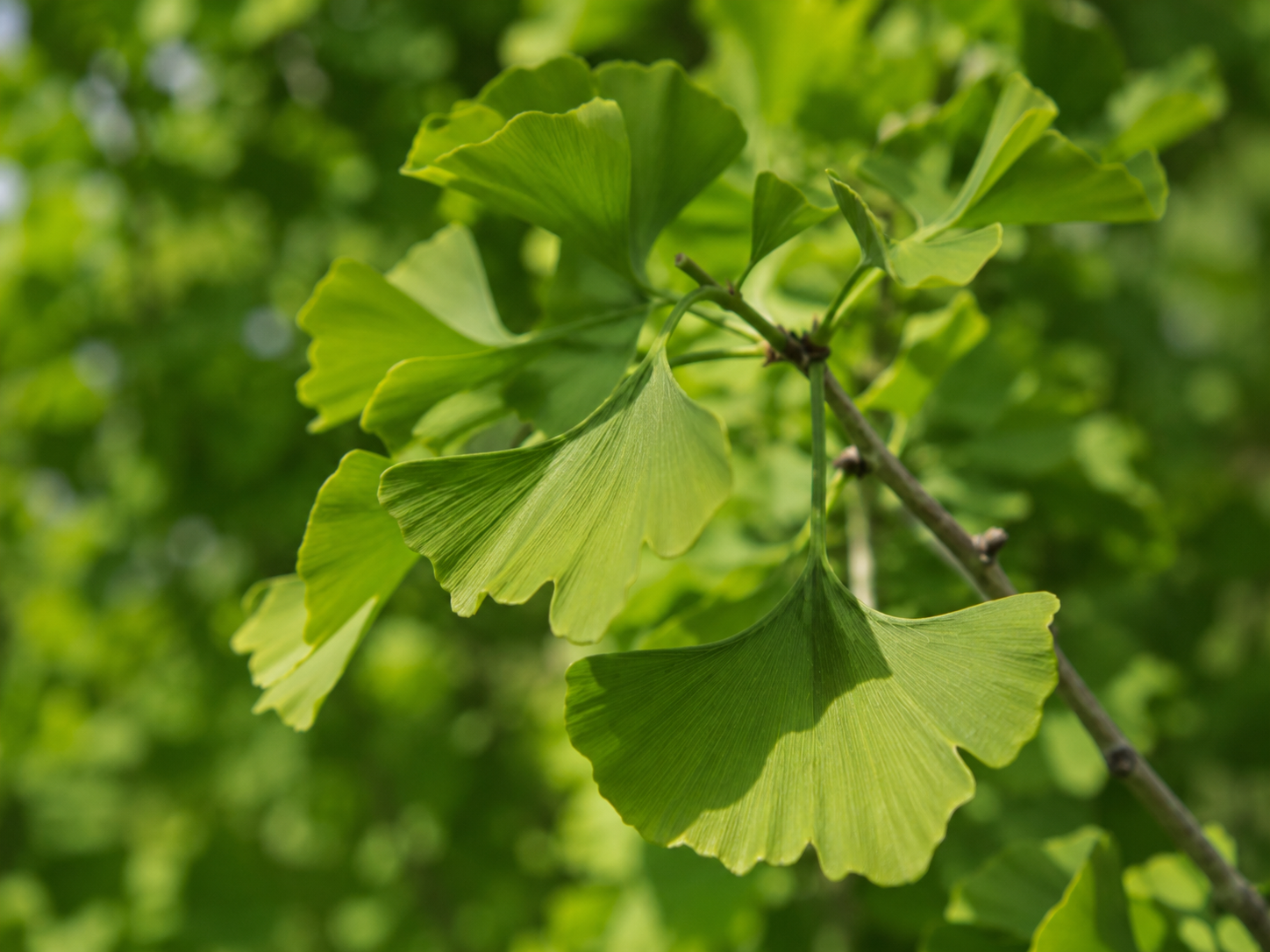 Ginkgo Leaf for Dogs and Cats: Grounded Cognitive and Cerebral Microcirculation Support
