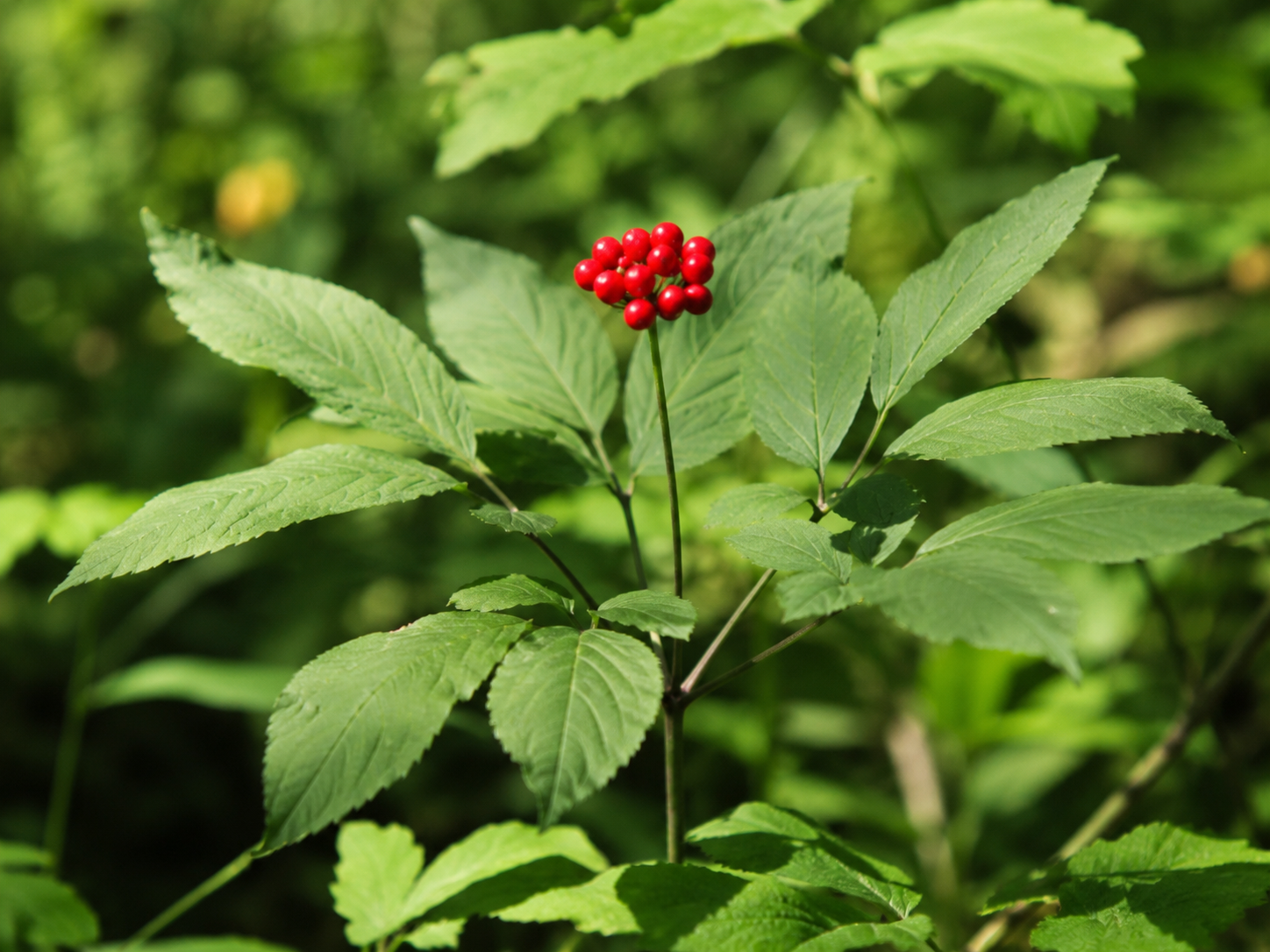 Ginseng for Dogs and Cats: Grounded Adaptogenic Vitality and Cognitive Support