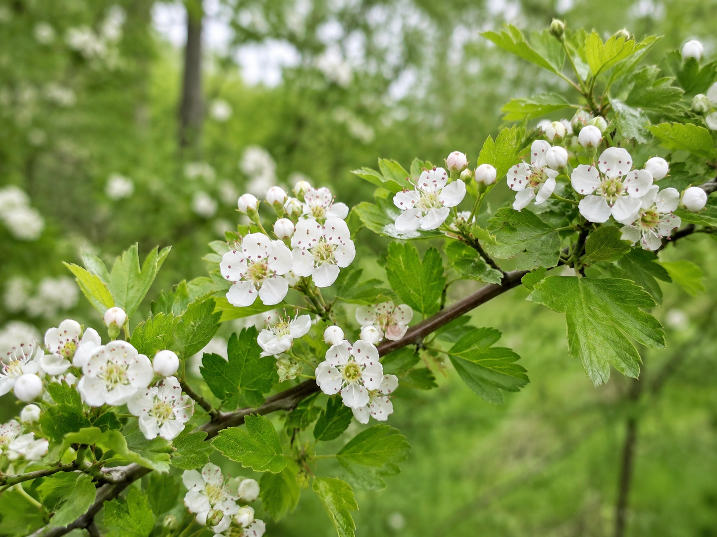 Hawthorn for Dogs and Cats: Grounded Cardiovascular and Senior Vitality Support