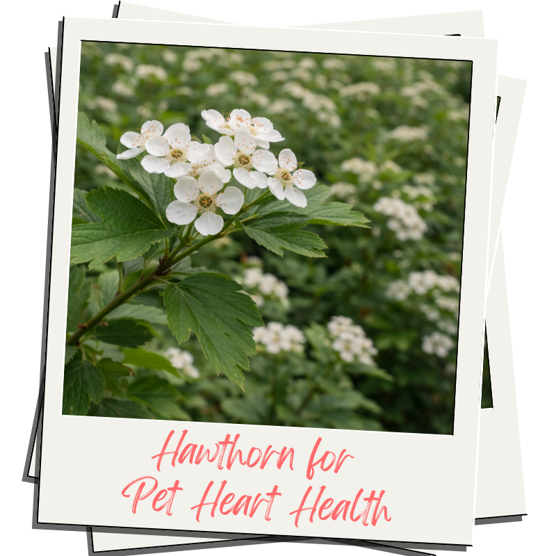 What Can I Give My Dog for Heartworm Recovery? How To Naturally Support Heart Health.