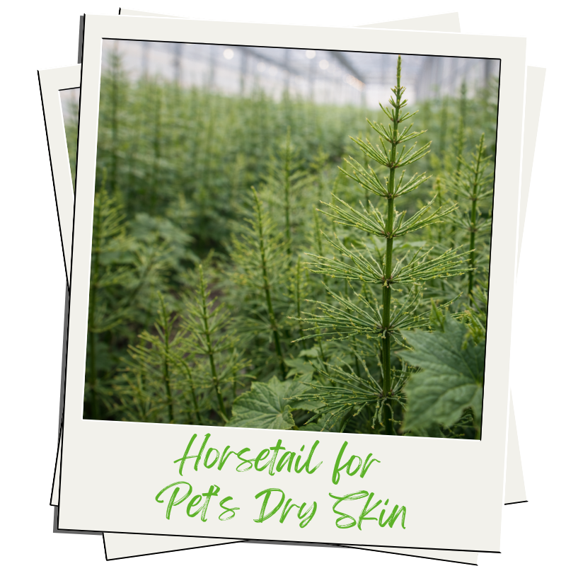 How to Soothe Dry Skin and Strengthen Fur Naturally. Horsetail for Pets.