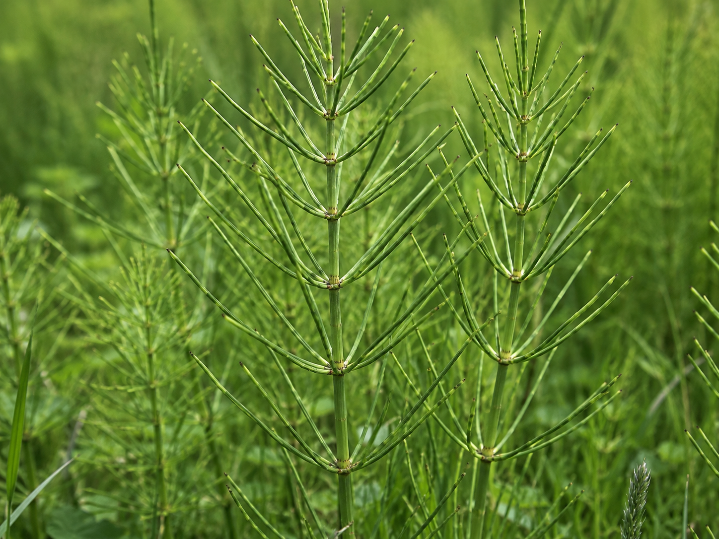 Horsetail for Dogs and Cats: Grounded Structural and Connective Tissue Support