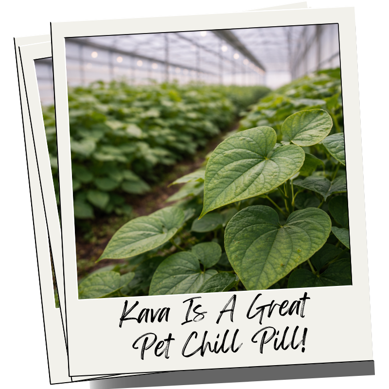 Is Kava the Herbal Chill Pill for Anxious Pets?
