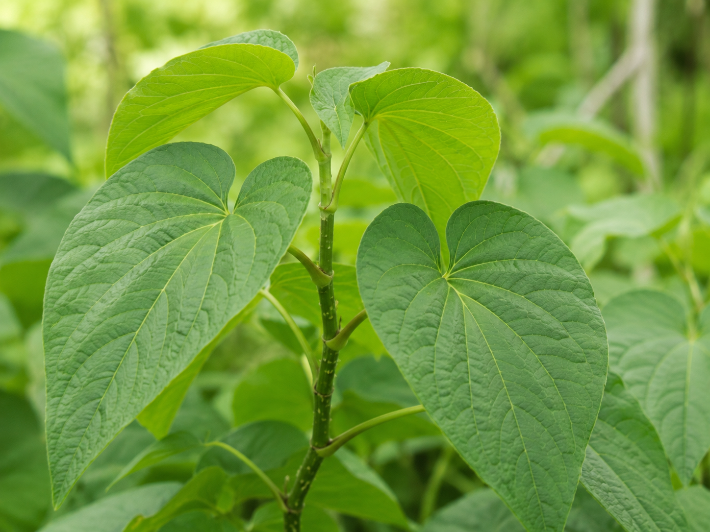 Kava for Dogs and Cats: Grounded Short-Term Situational Stress Relief