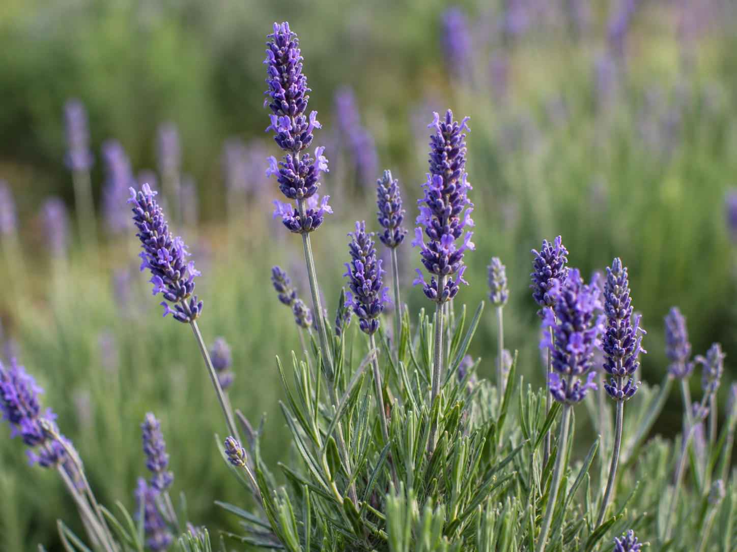 Lavender for Dogs and Cats: Grounded, Short-Term Calm and Noise Sensitivity Support