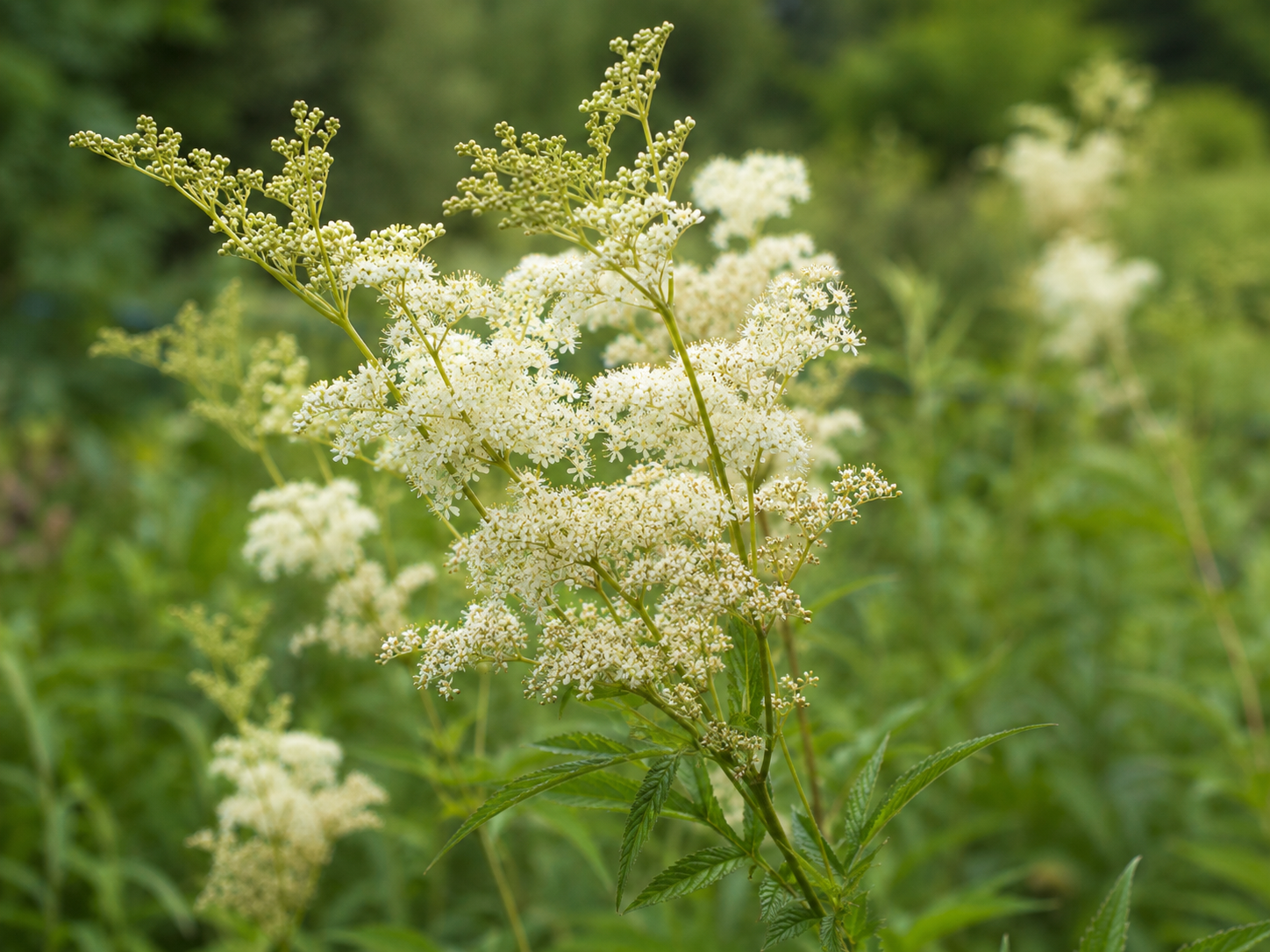 Meadowsweet for Dogs: Grounded Musculoskeletal Comfort and Stomach Protection