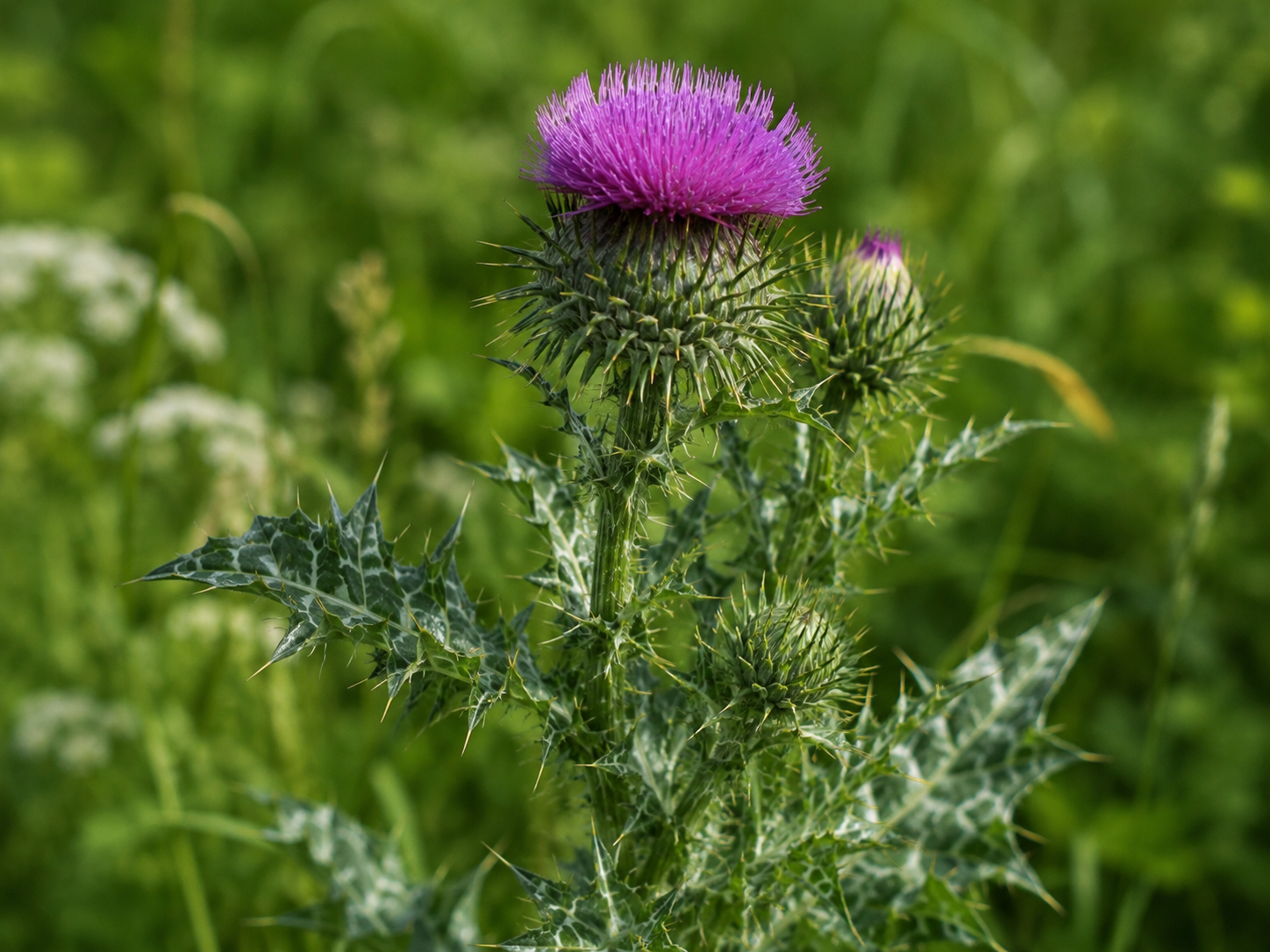 Milk Thistle for Dogs and Cats: Grounded Hepatic Protection and Cell Regeneration