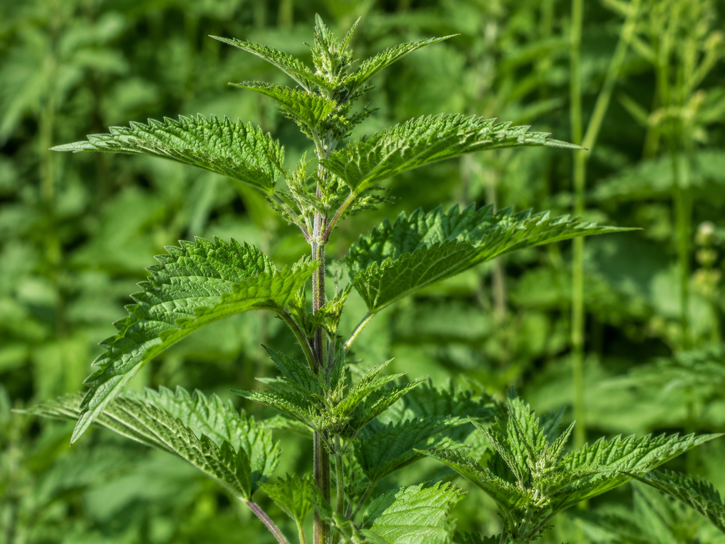 Nettles Leaf for Dogs and Cats: Grounded Nutritive and Seasonal Allergy Support