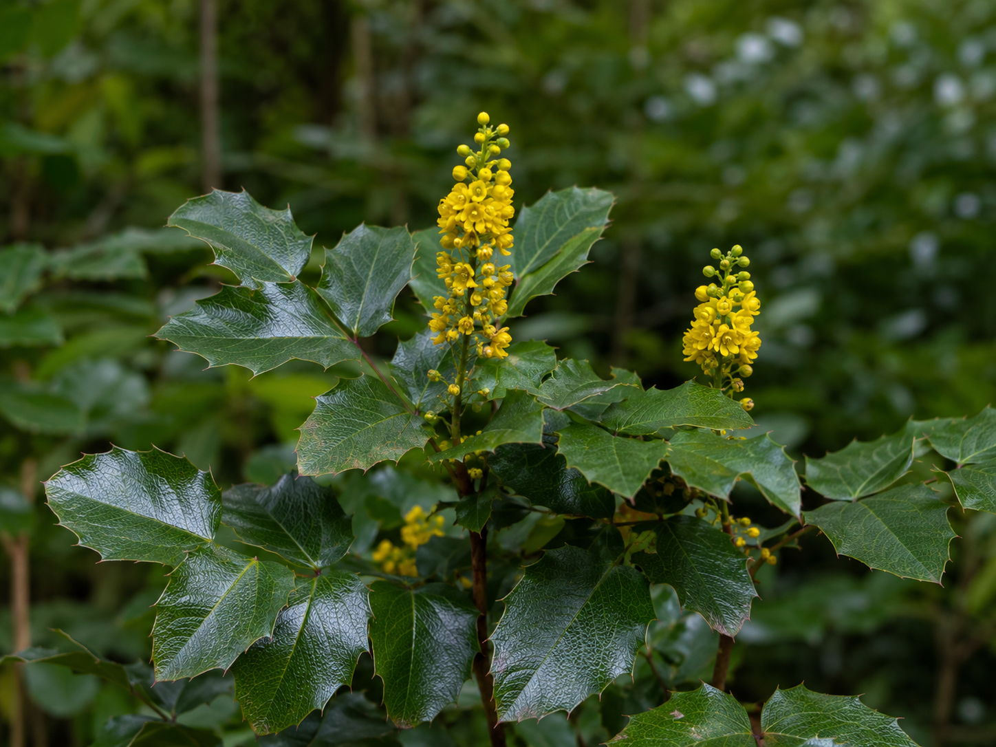 Oregon Grape Root for Dogs and Cats: Grounded Microbiome Balance and Skin Support