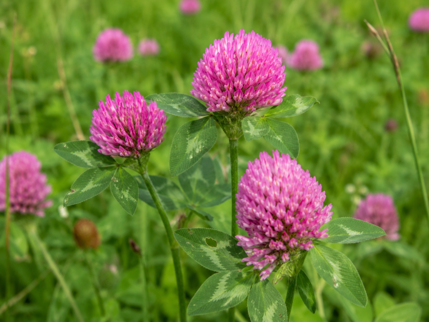 Red Clover for Dogs and Cats: Grounded Alterative Cleansing and Skin Support