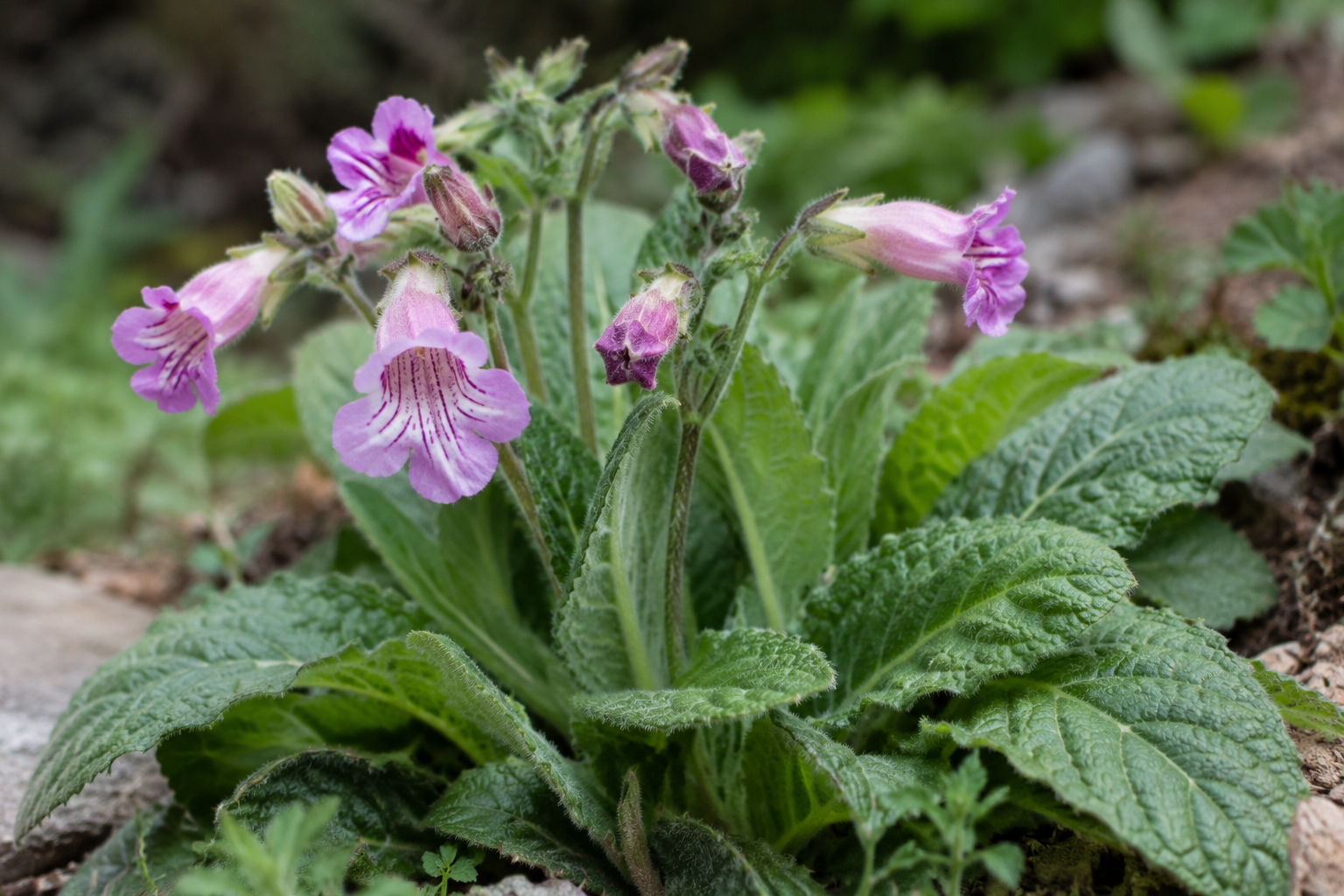 Rehmannia Root for Dogs and Cats: Grounded Renal Filtration and Endocrine Balance