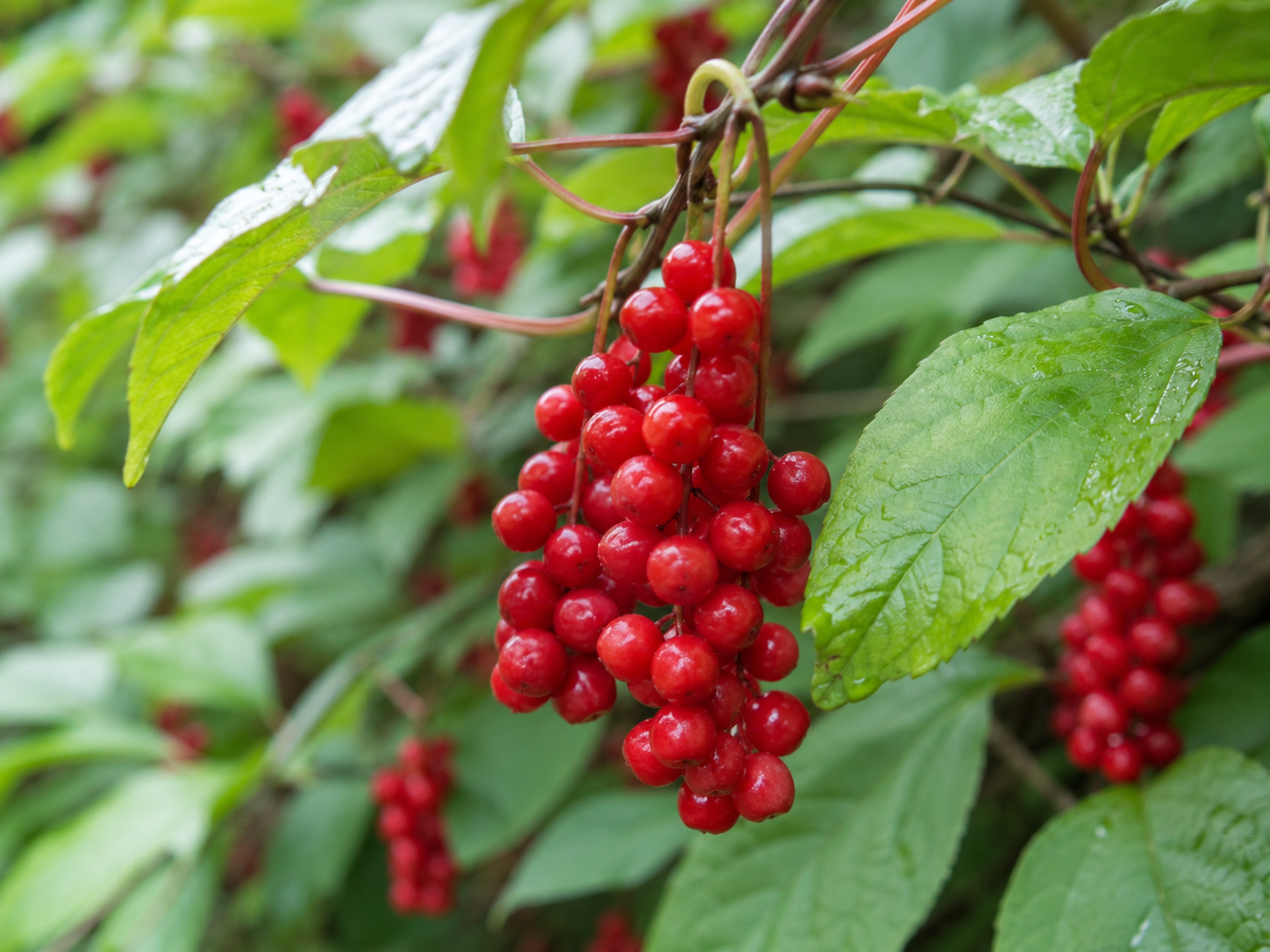 Schisandra Berries for Dogs and Cats: Ingredient Profile, Uses, and Safety