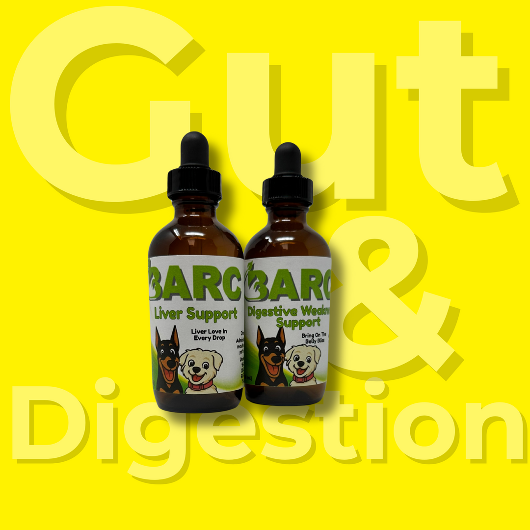 Gut & Digestion