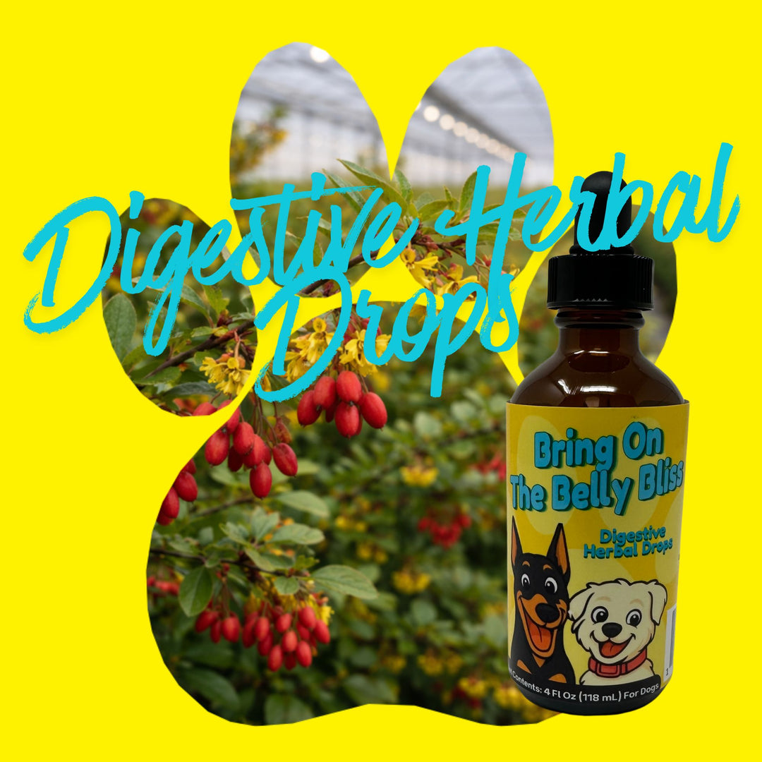 Digestive Weakness Support Herbal Drops for Dogs