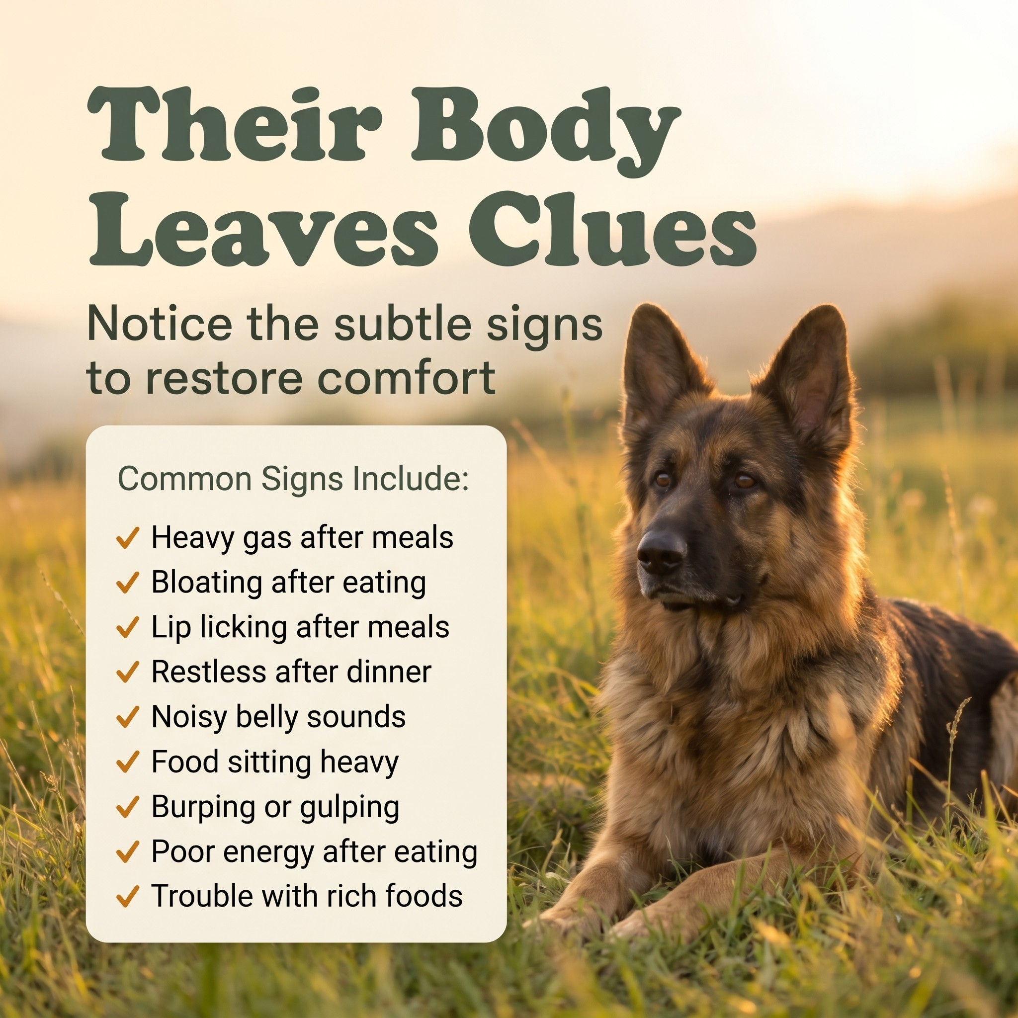 Digestion Support Powder for Dogs