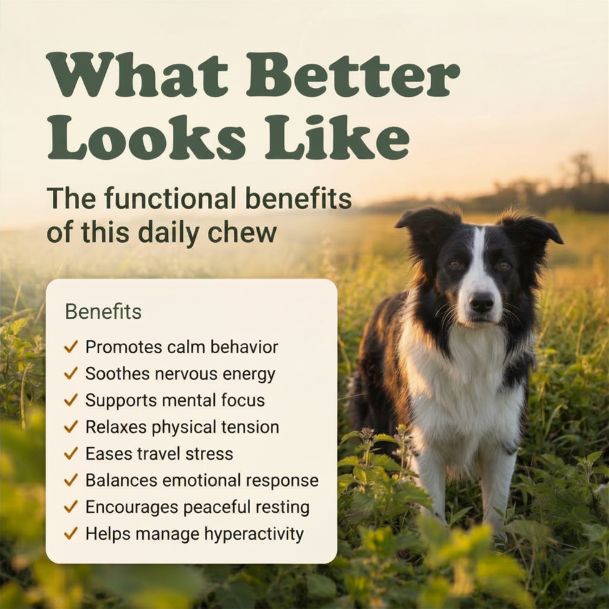 Calm Support Soft Chews for Dogs