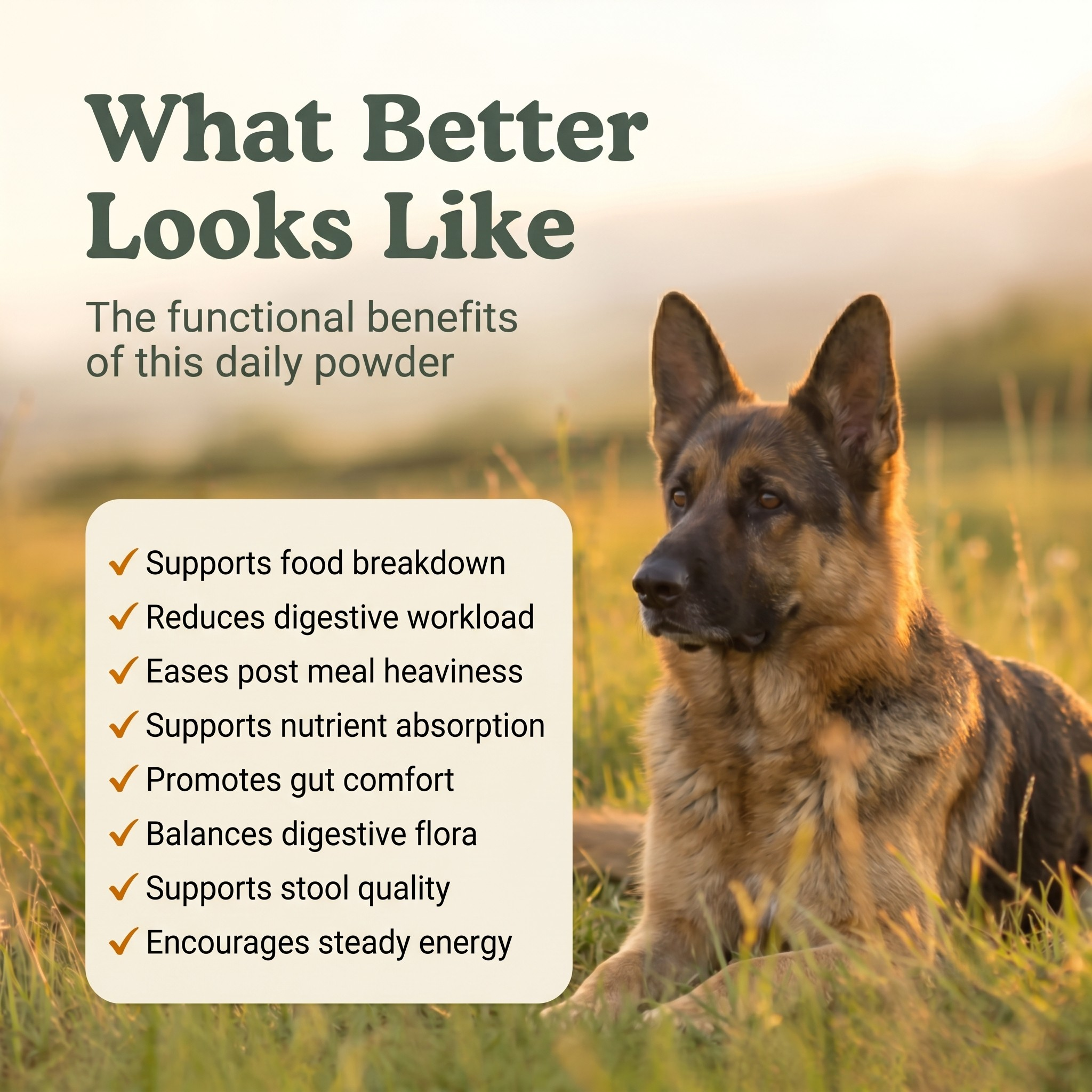 Digestion Support Powder for Dogs