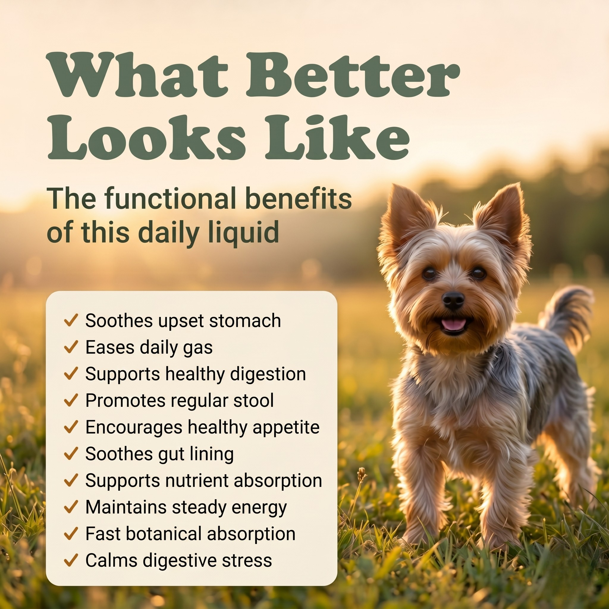 Digestive Weakness Support Herbal Drops for Dogs